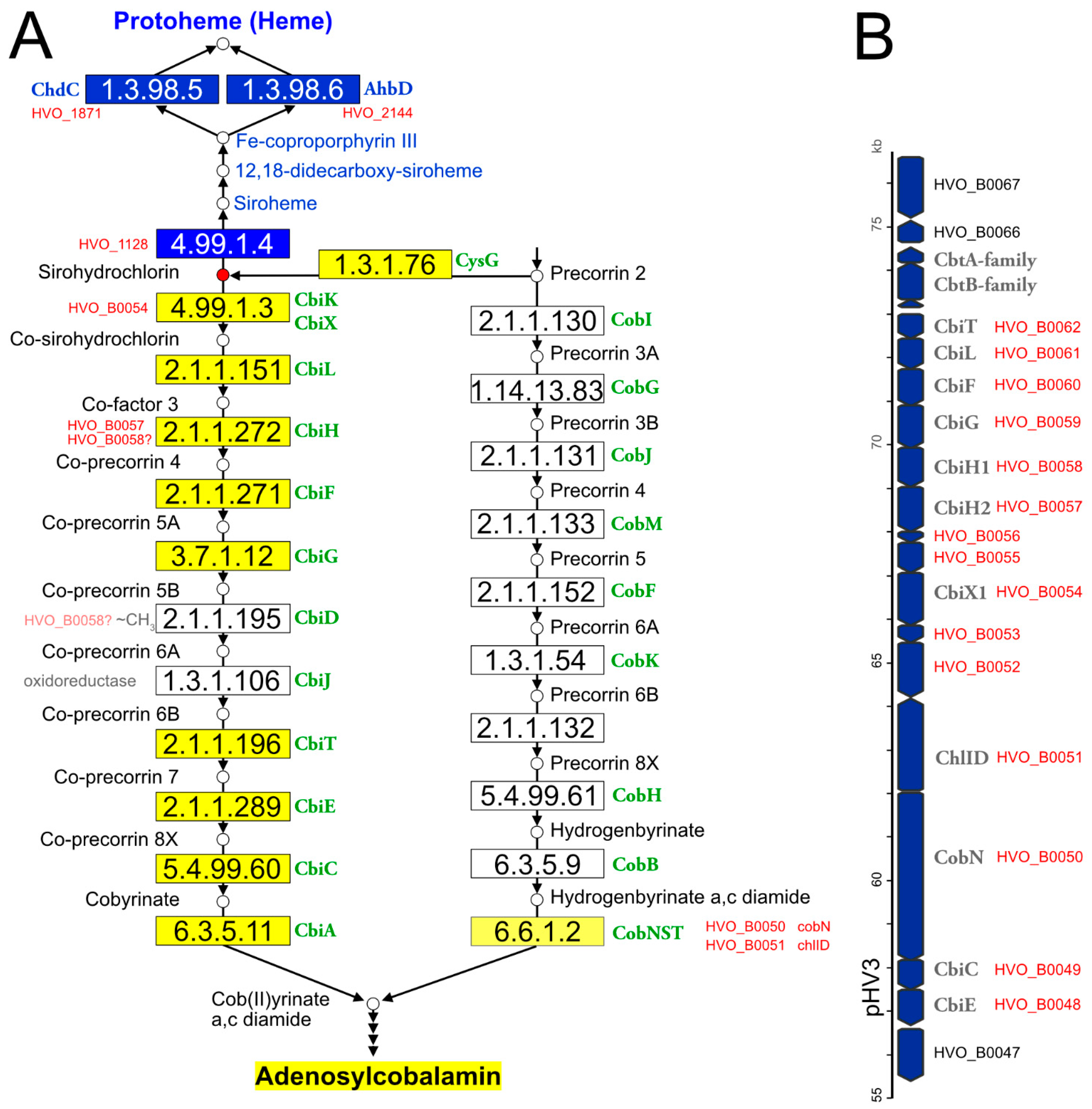 Genes 12 00963 g001 Genes 12 00963 g001