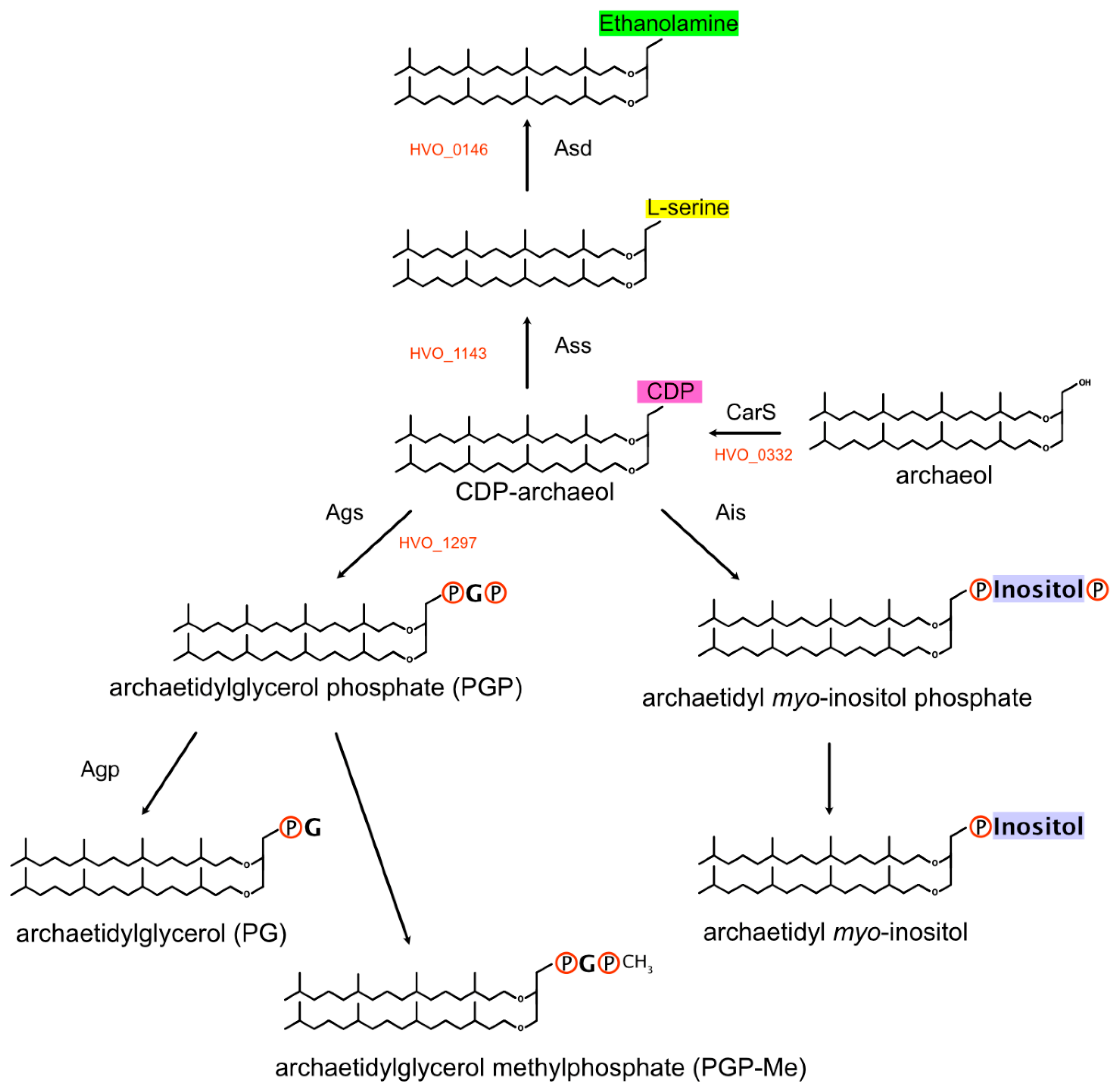 Genes 12 00963 g003 Genes 12 00963 g003
