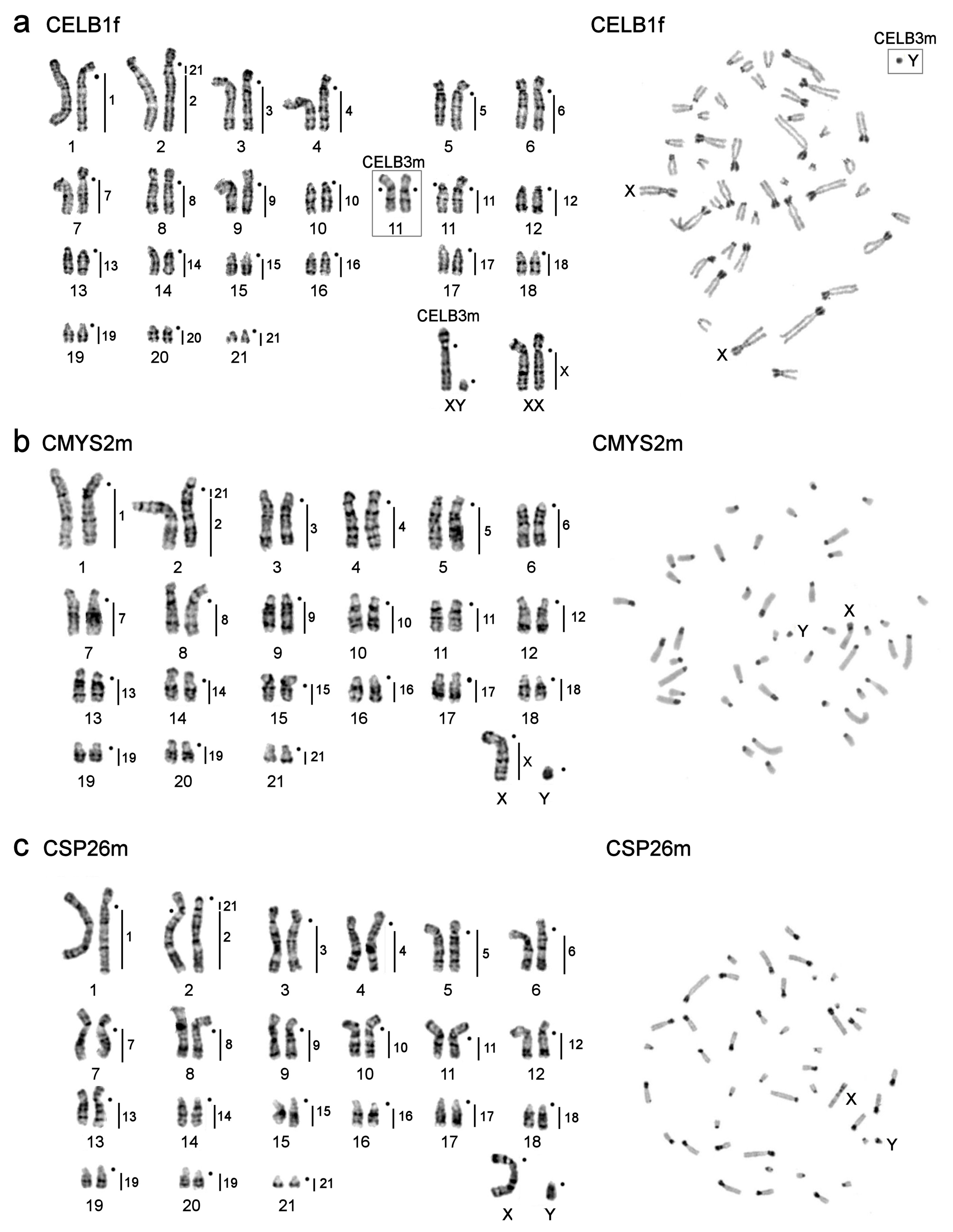 Genes 12 00964 g005 Genes 12 00964 g005