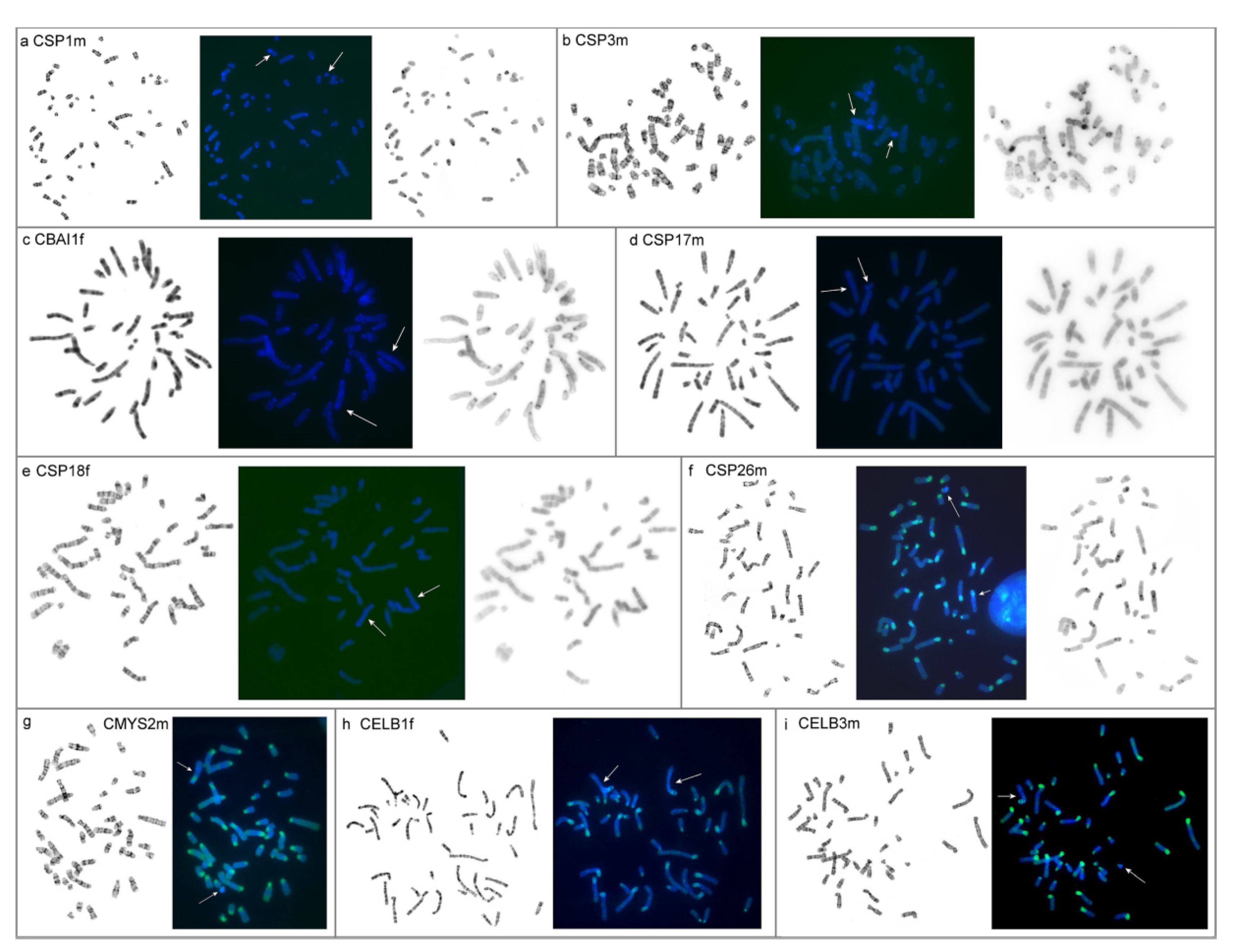 Genes 12 00964 g006 Genes 12 00964 g006