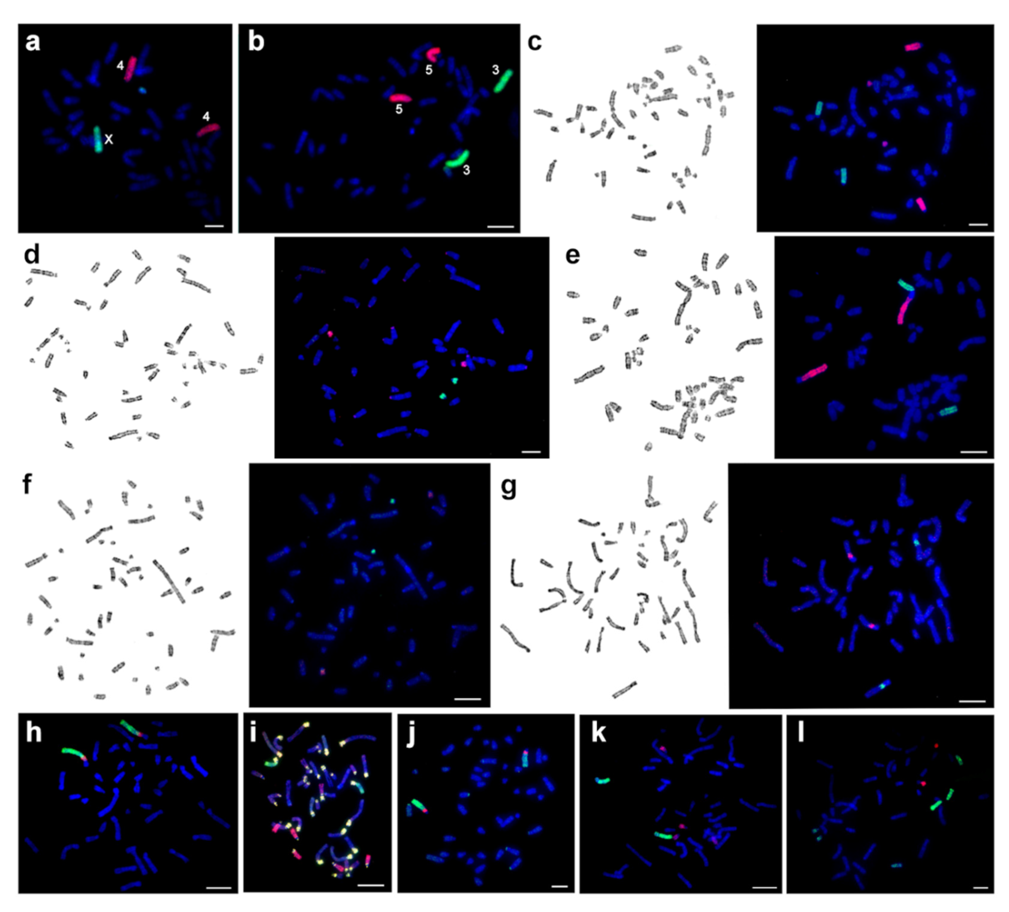 Genes 12 00964 g007 Genes 12 00964 g007