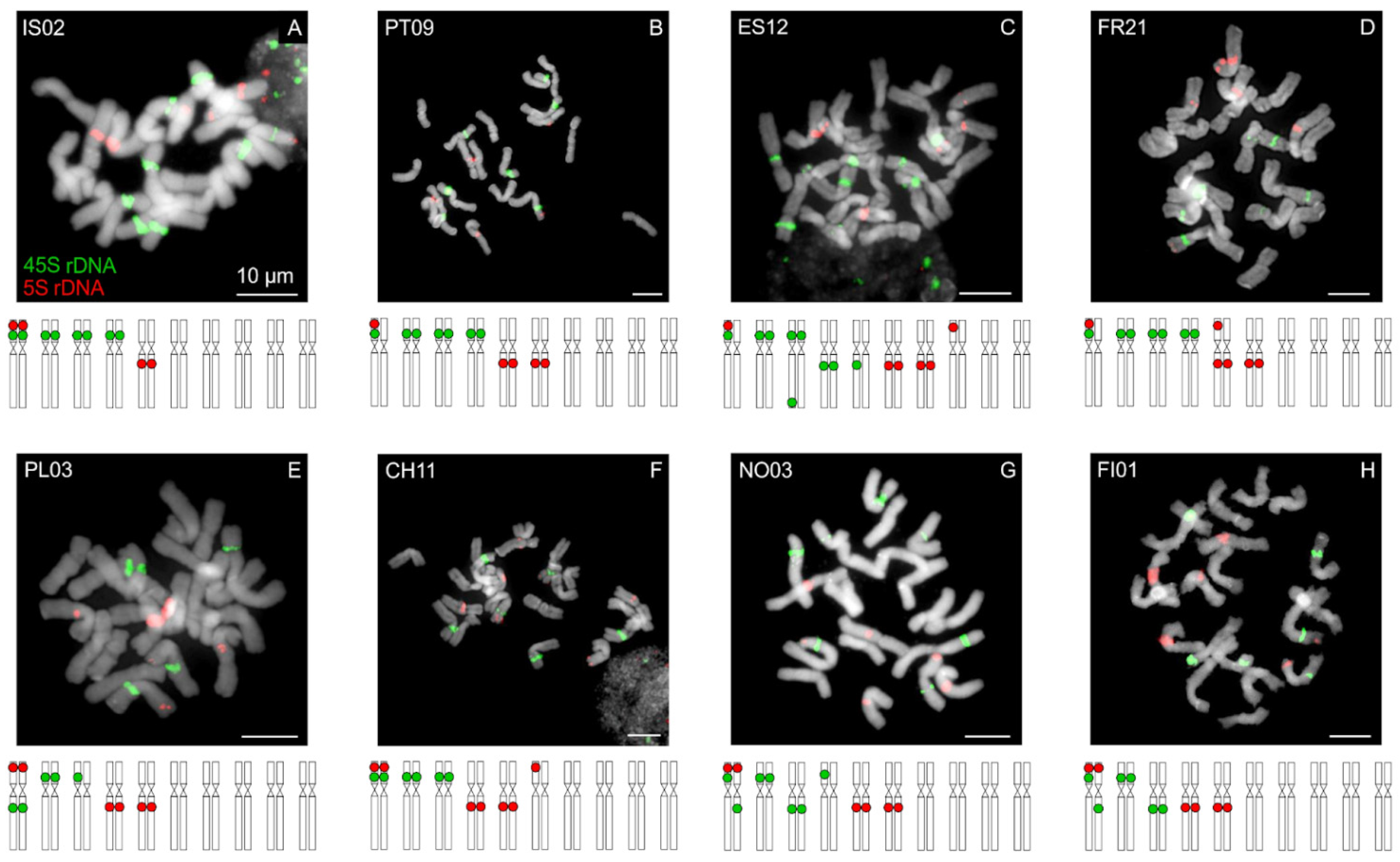 Genes 12 00966 g005 Genes 12 00966 g005