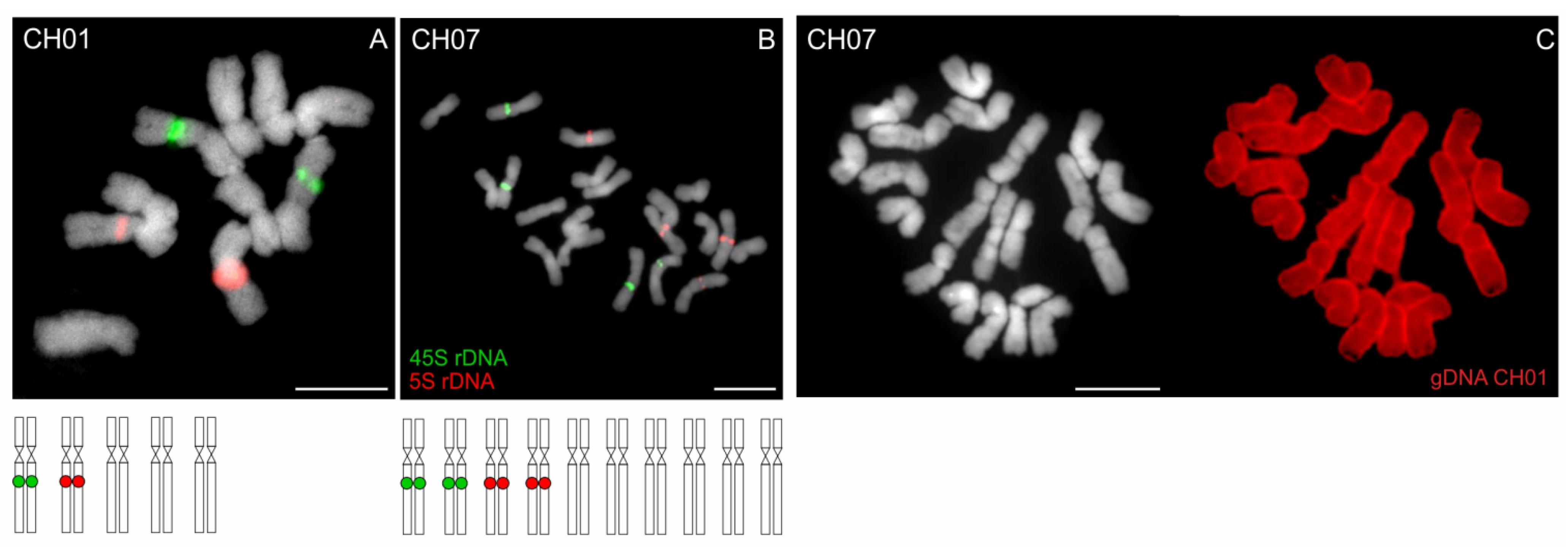 Genes 12 00966 g006 Genes 12 00966 g006