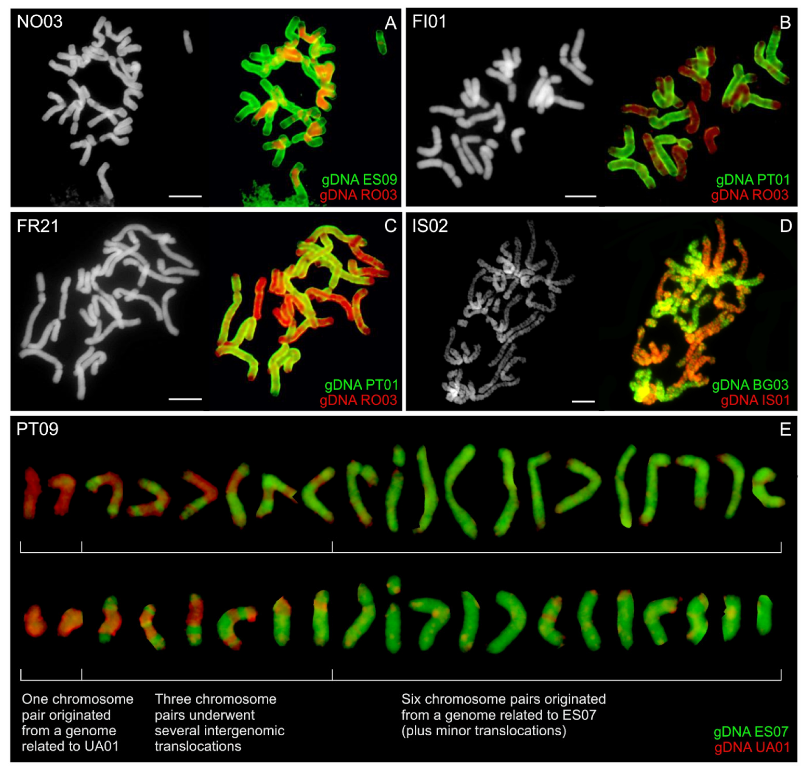 Genes 12 00966 g007 Genes 12 00966 g007