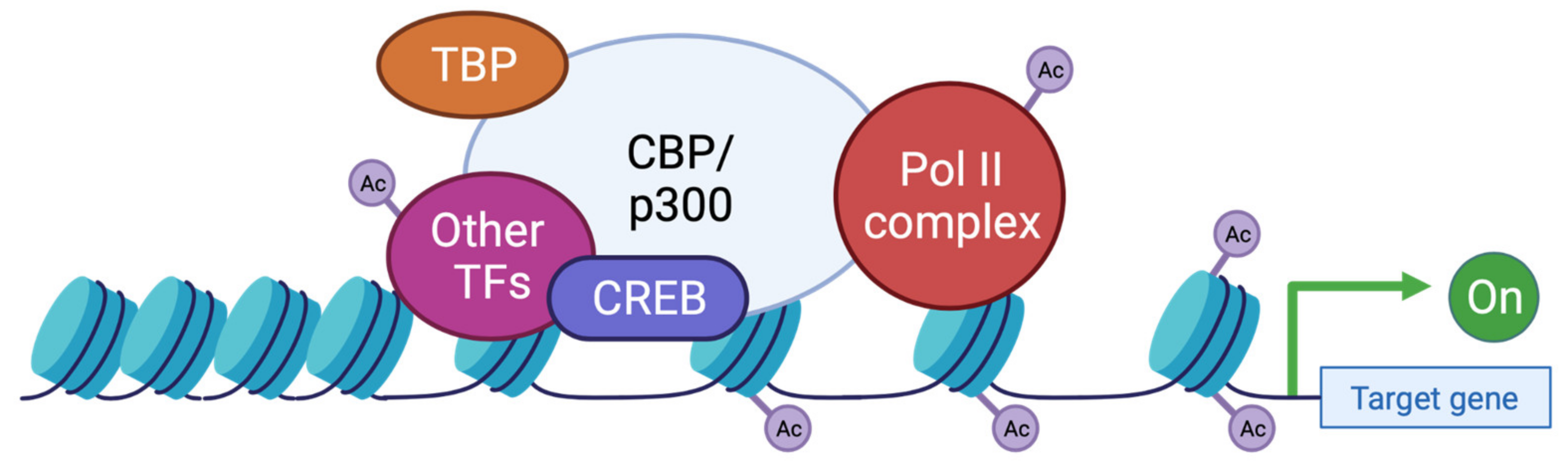 Molecular studies in 10 cases of Rubinstein-Taybi syndrome, including a  mild variant showing a missense mutation in codon 1175 of CREBBP