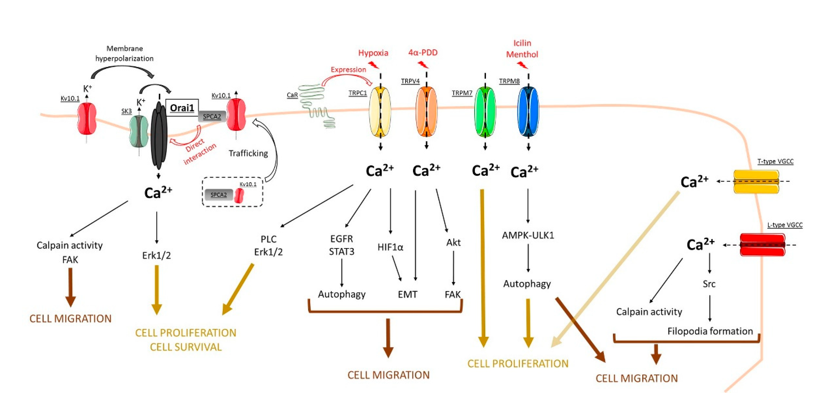 Genes 12 00994 g001 Genes 12 00994 g001