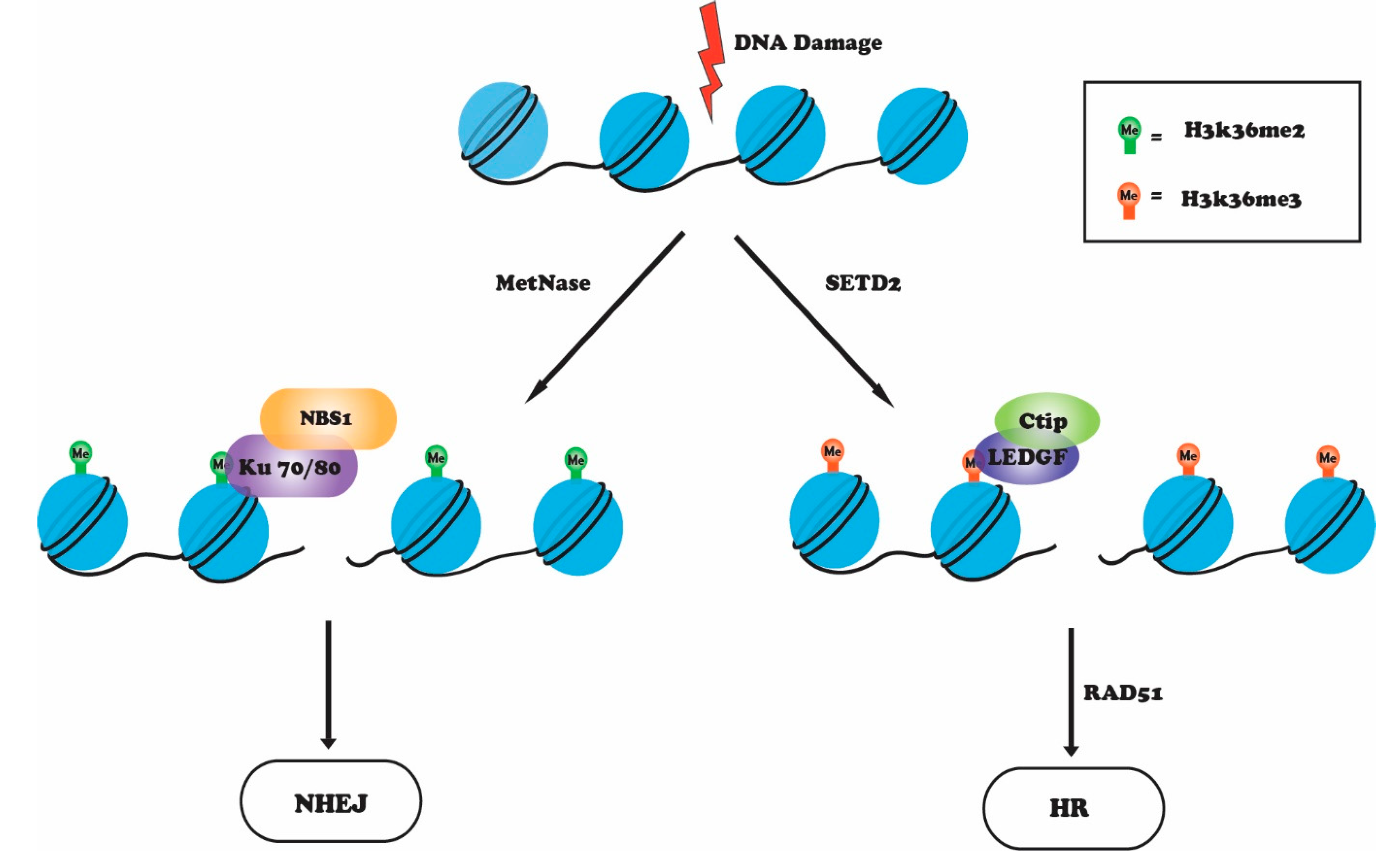 Genes | Free Full-Text | Role of Histone Methylation in Maintenance of ...
