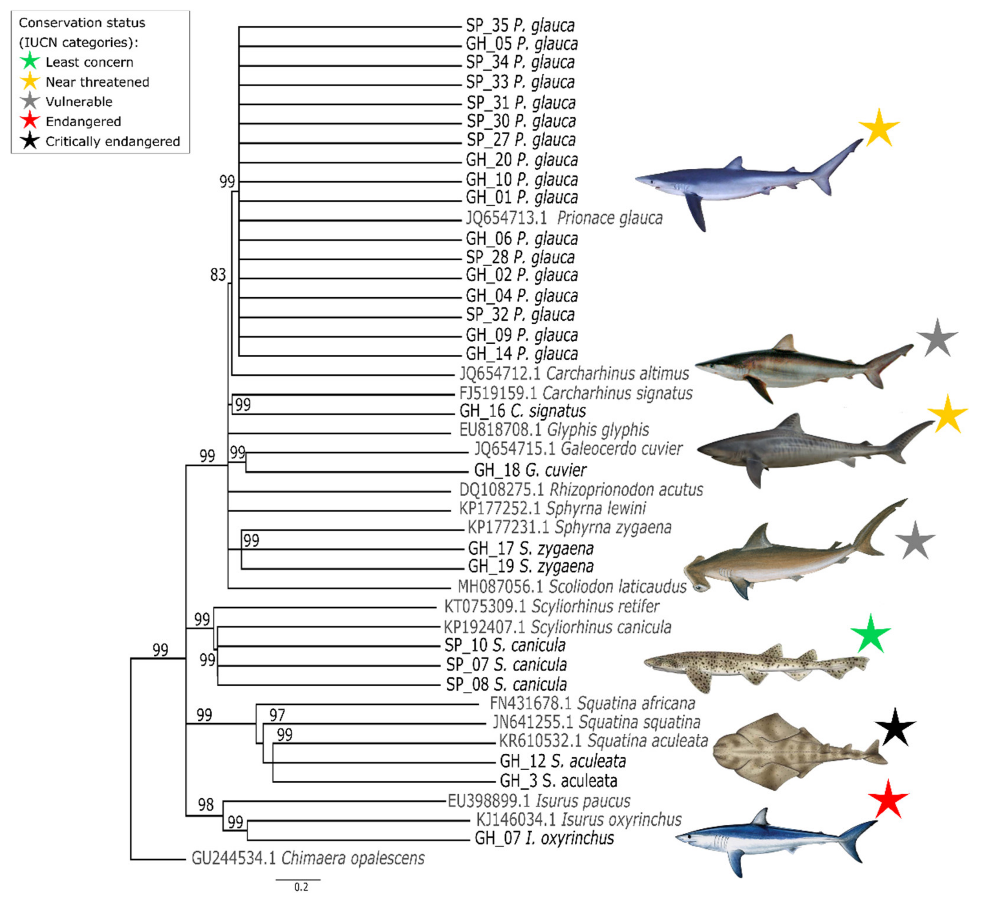 tiger shark classification chart