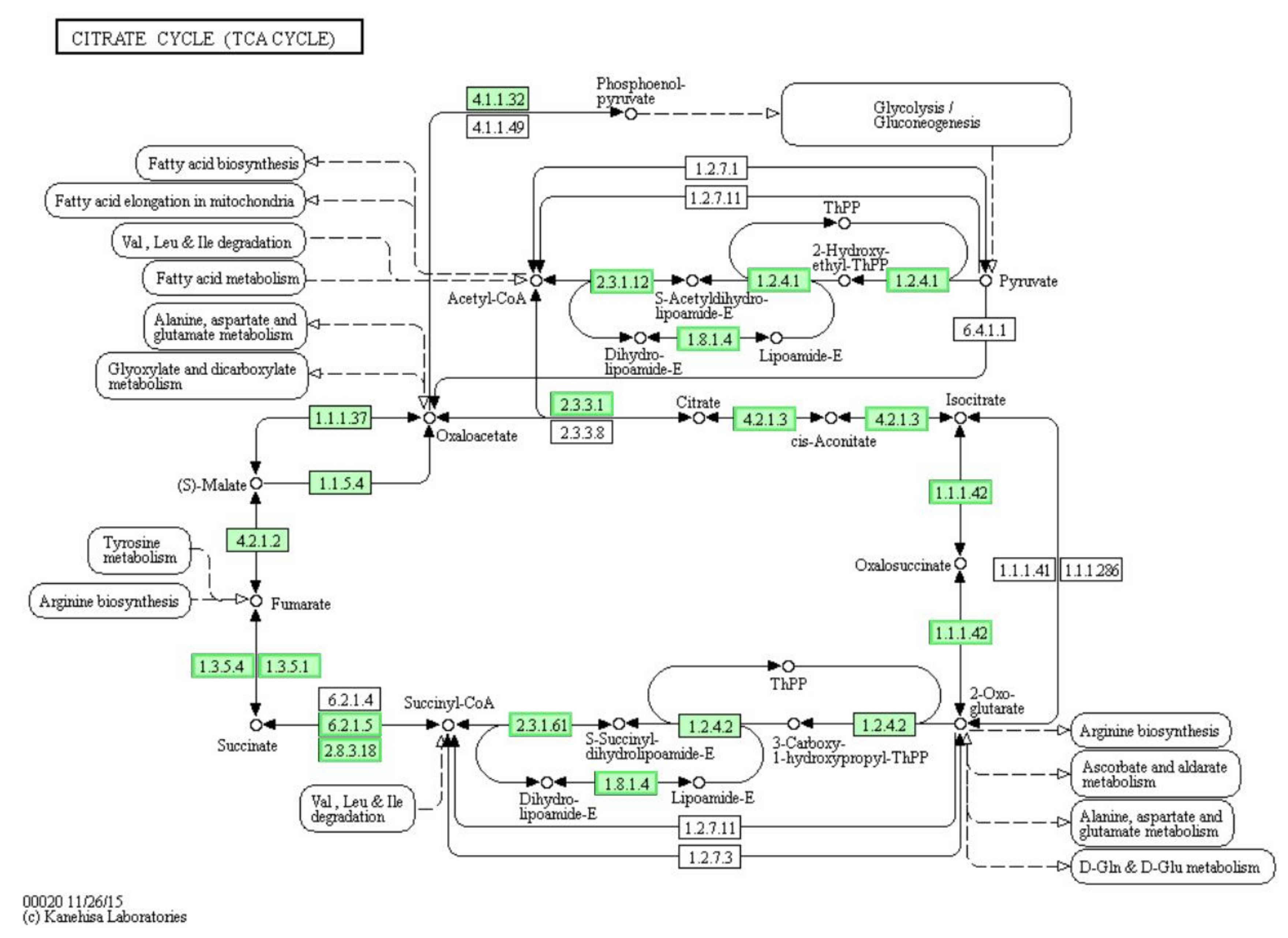 Genes 12 01003 g005 550