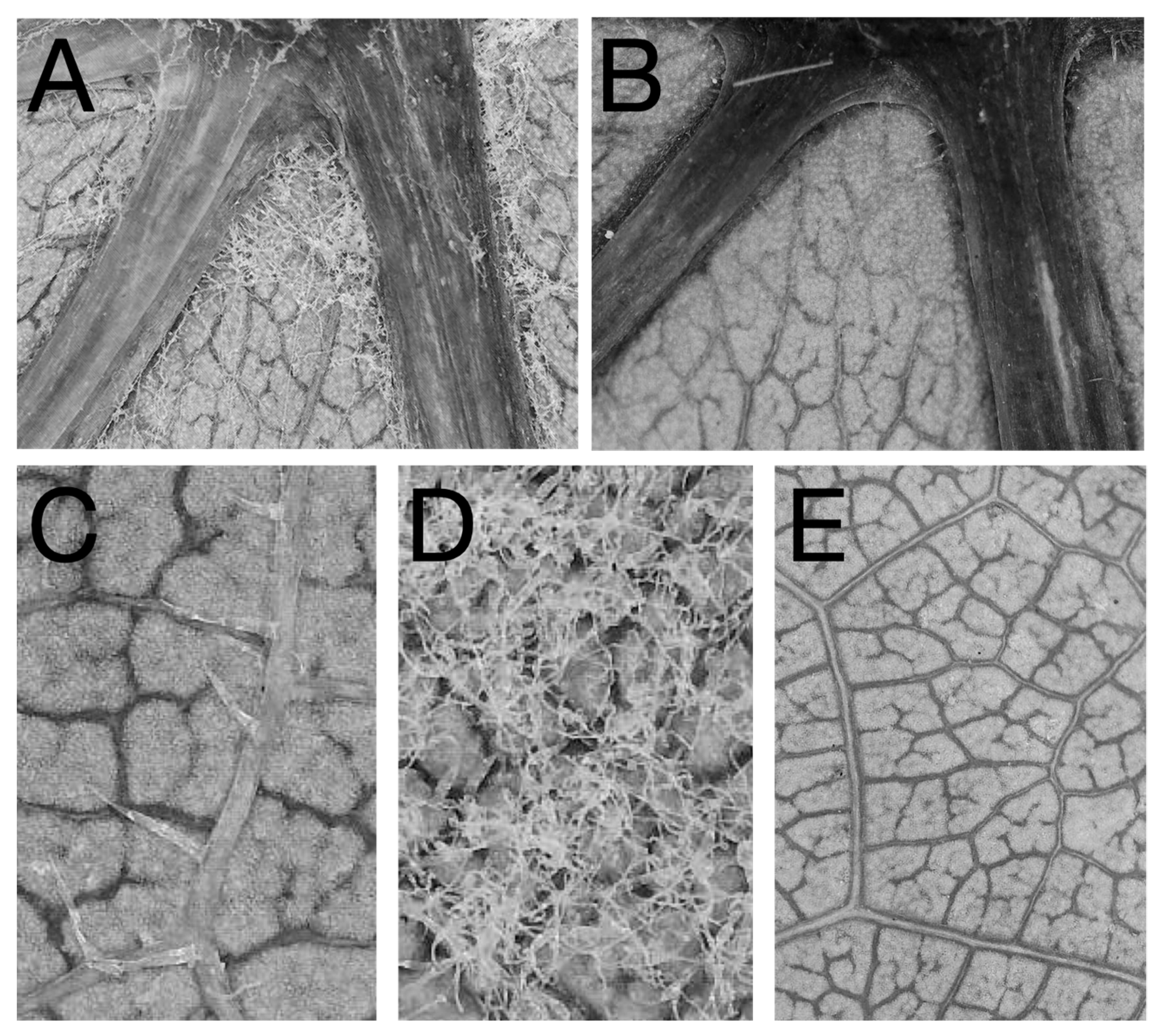 Genes 12 01013 g001 550