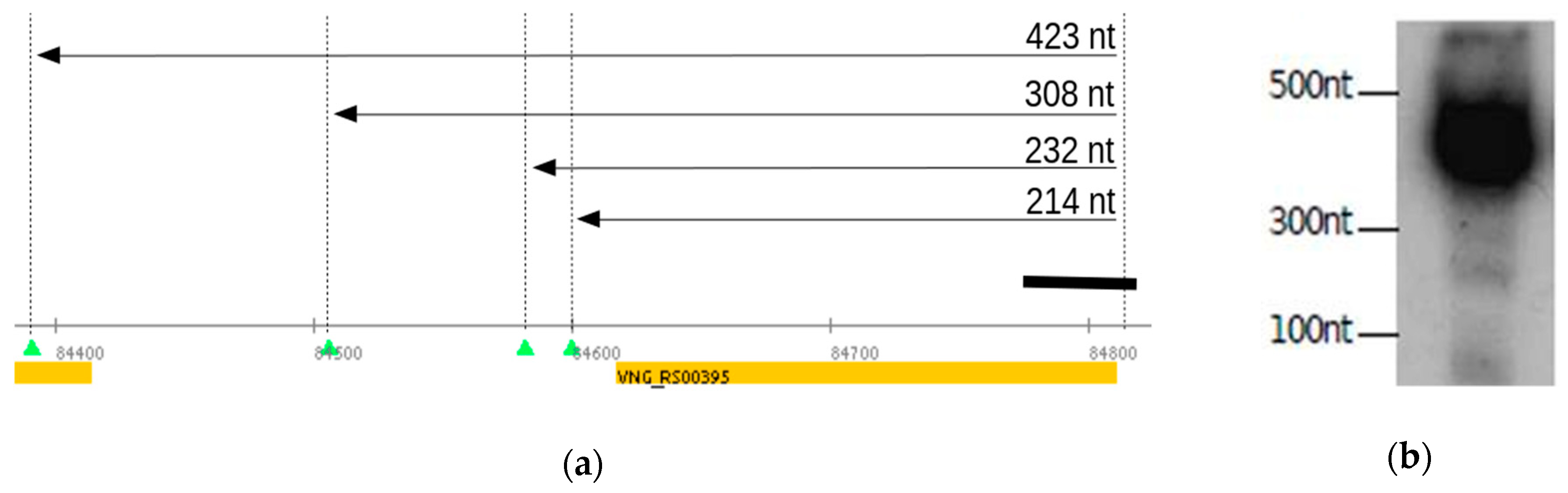 Genes 12 01018 g002 Genes 12 01018 g002