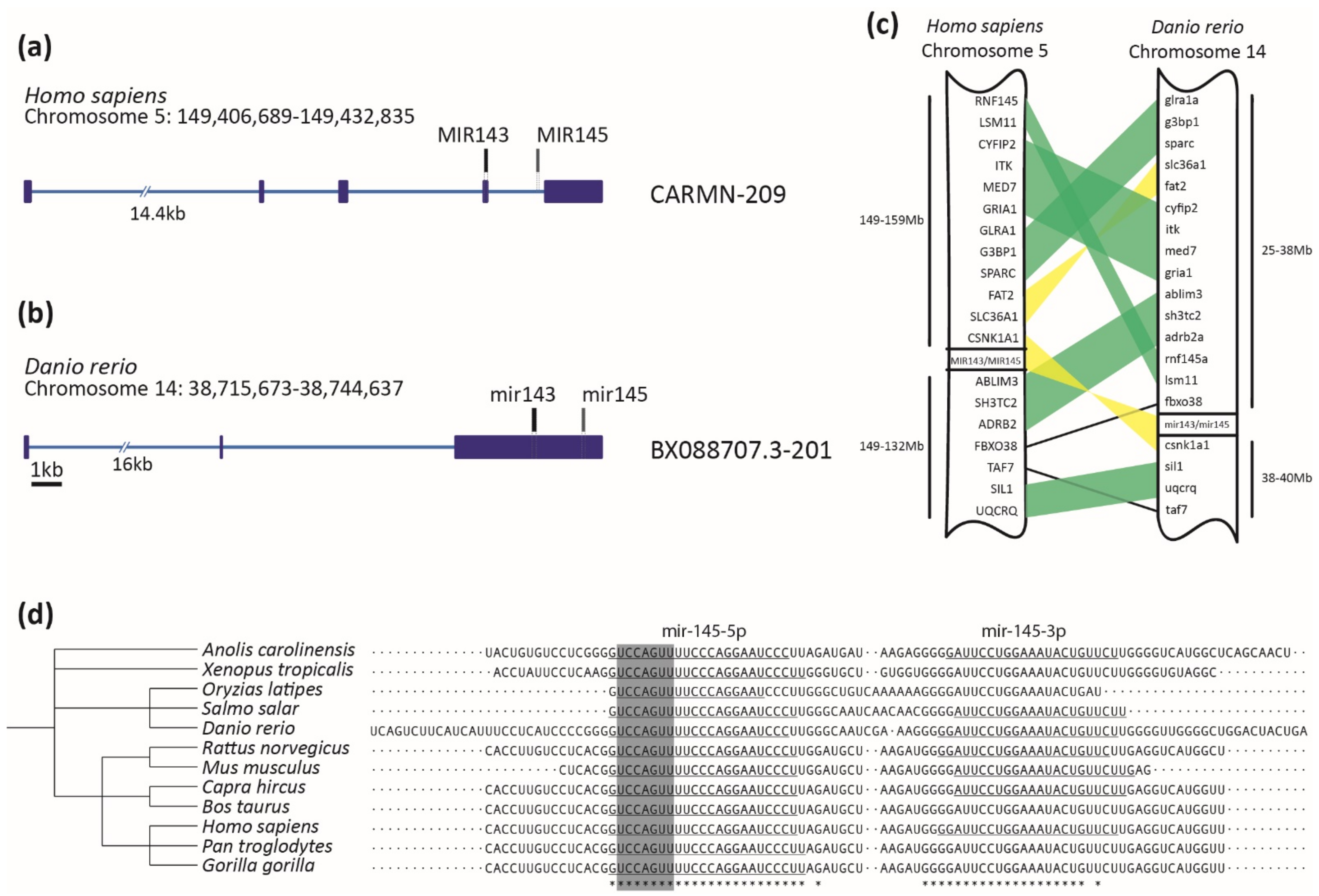 Genes 12 01023 g001