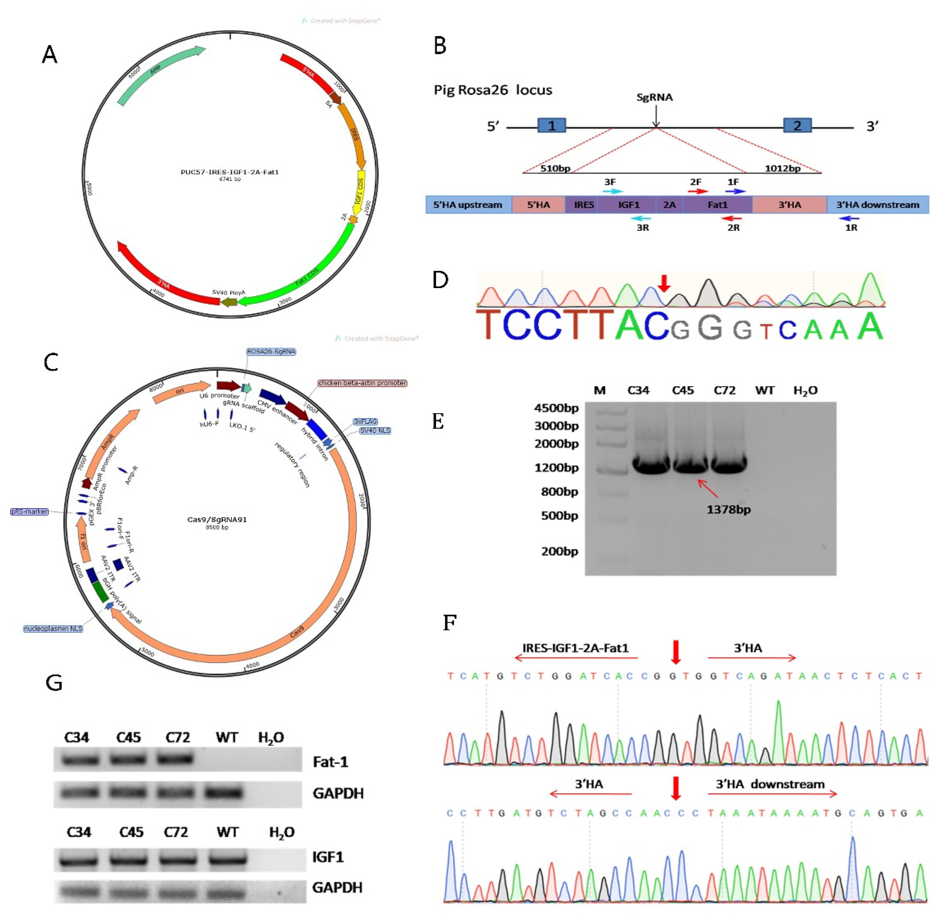 Genes 12 01027 g001