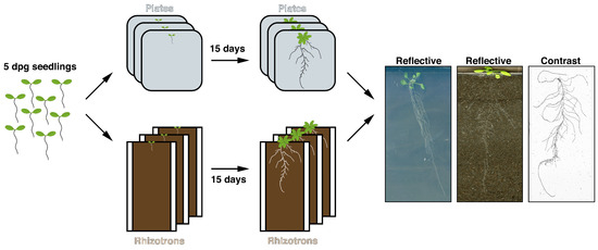 Rsa Modeling Rice Root Nature and Nurture: Genotype-Dependent Differential Responses of Root ...