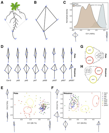 Rsa Modeling Rice Root Nature and Nurture: Genotype-Dependent Differential Responses of Root ...