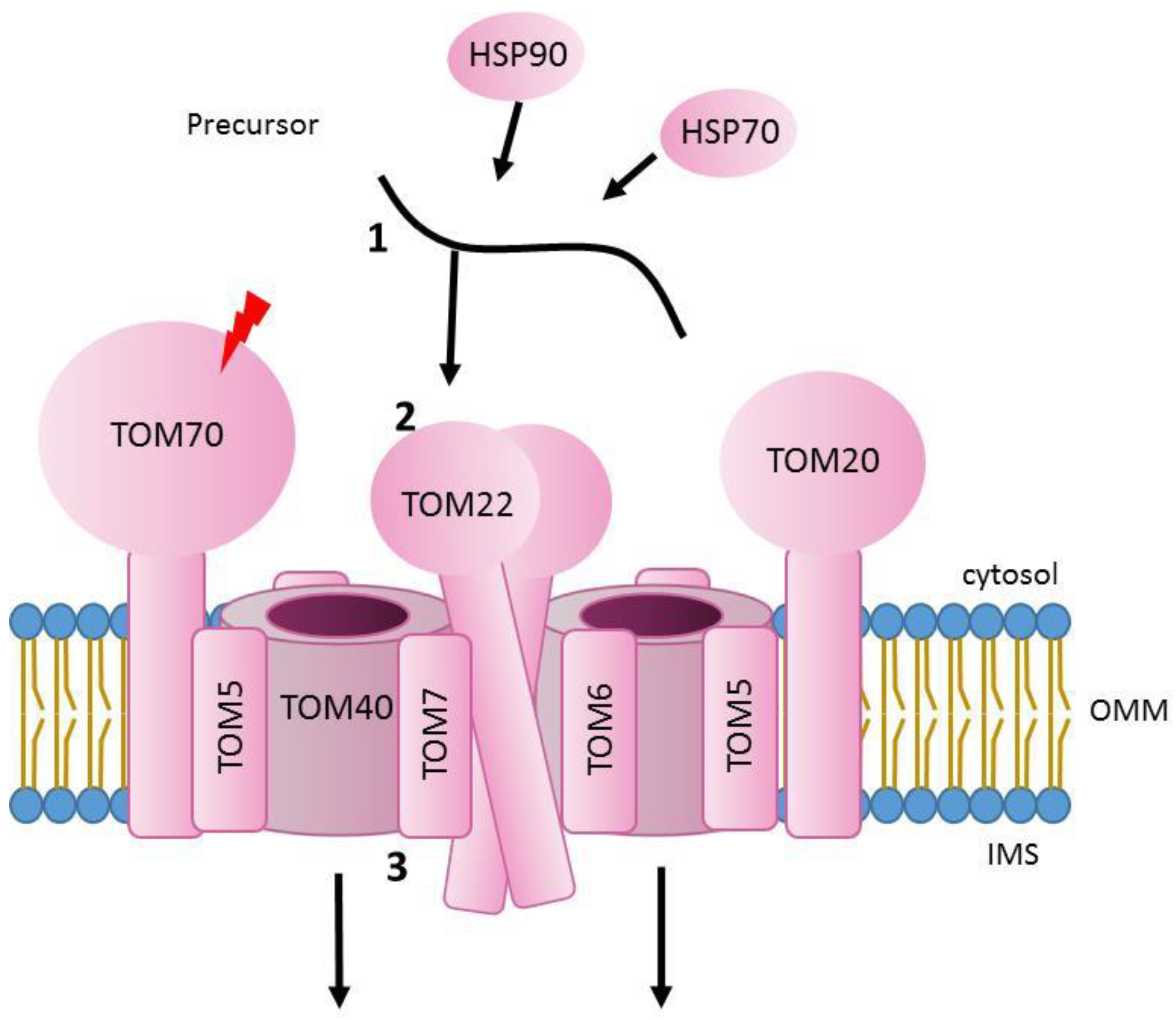 Genes 12 01031 g001 Genes 12 01031 g001