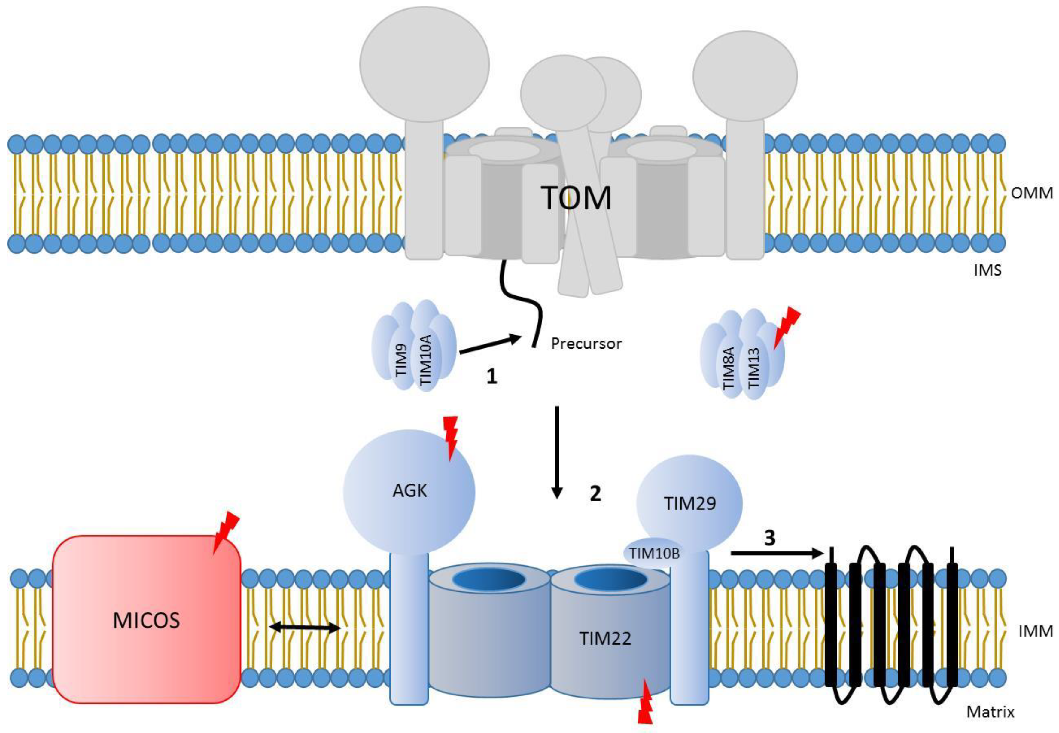 Genes 12 01031 g004 Genes 12 01031 g004