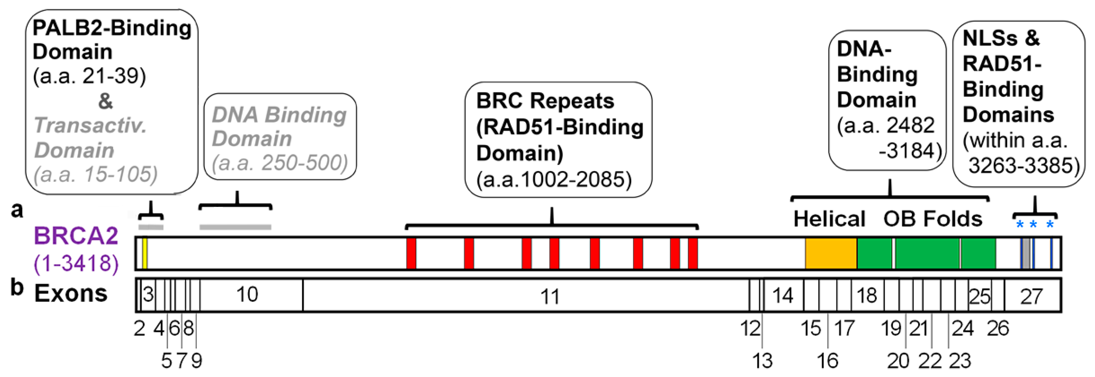Genes 12 01034 g001 550