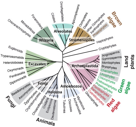 Genes 12 01059 g001 550