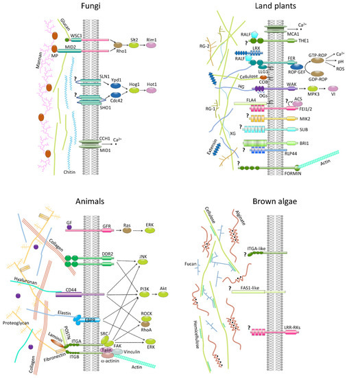 Genes 12 01059 g006 550