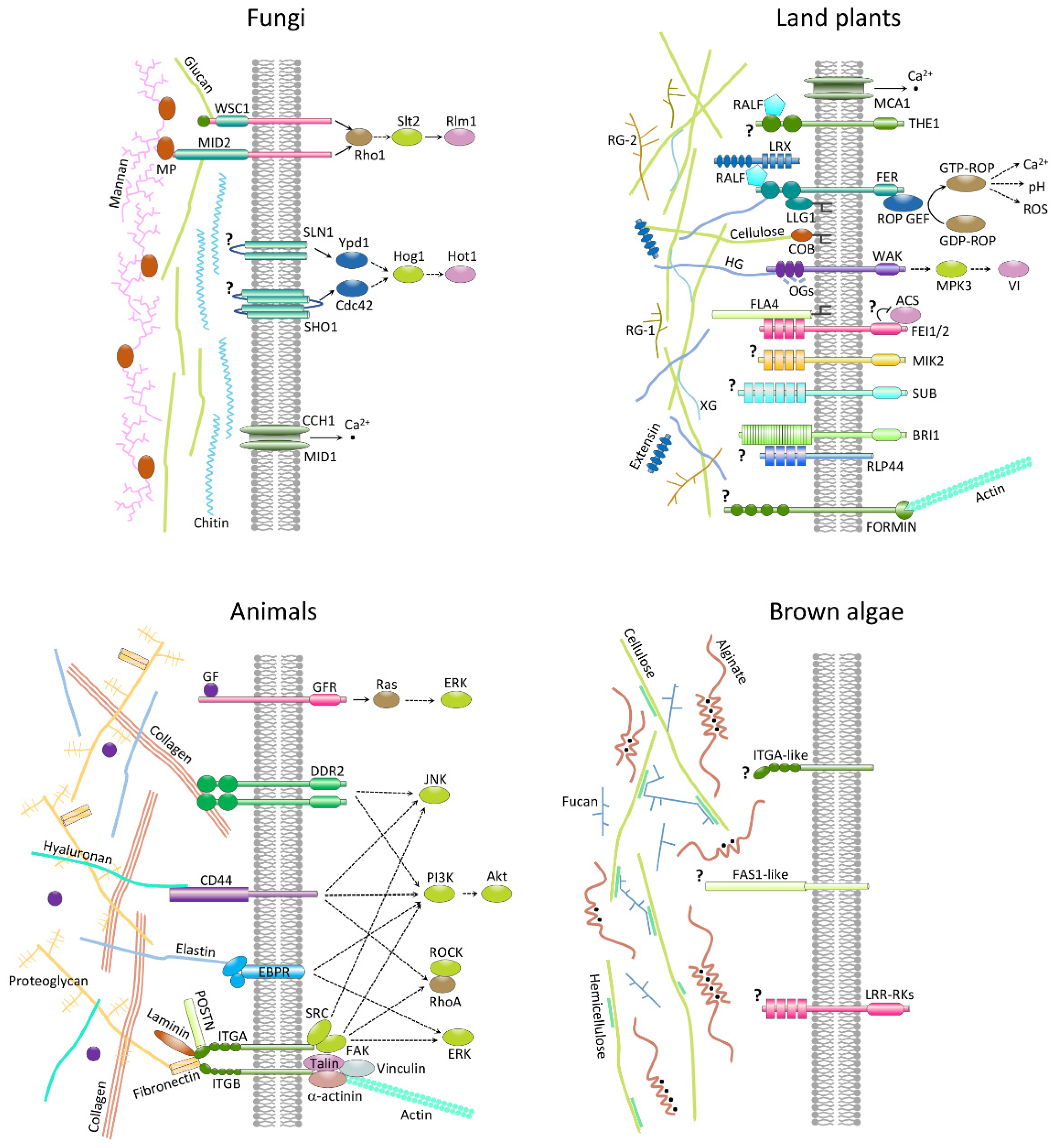 Genes 12 01059 g006