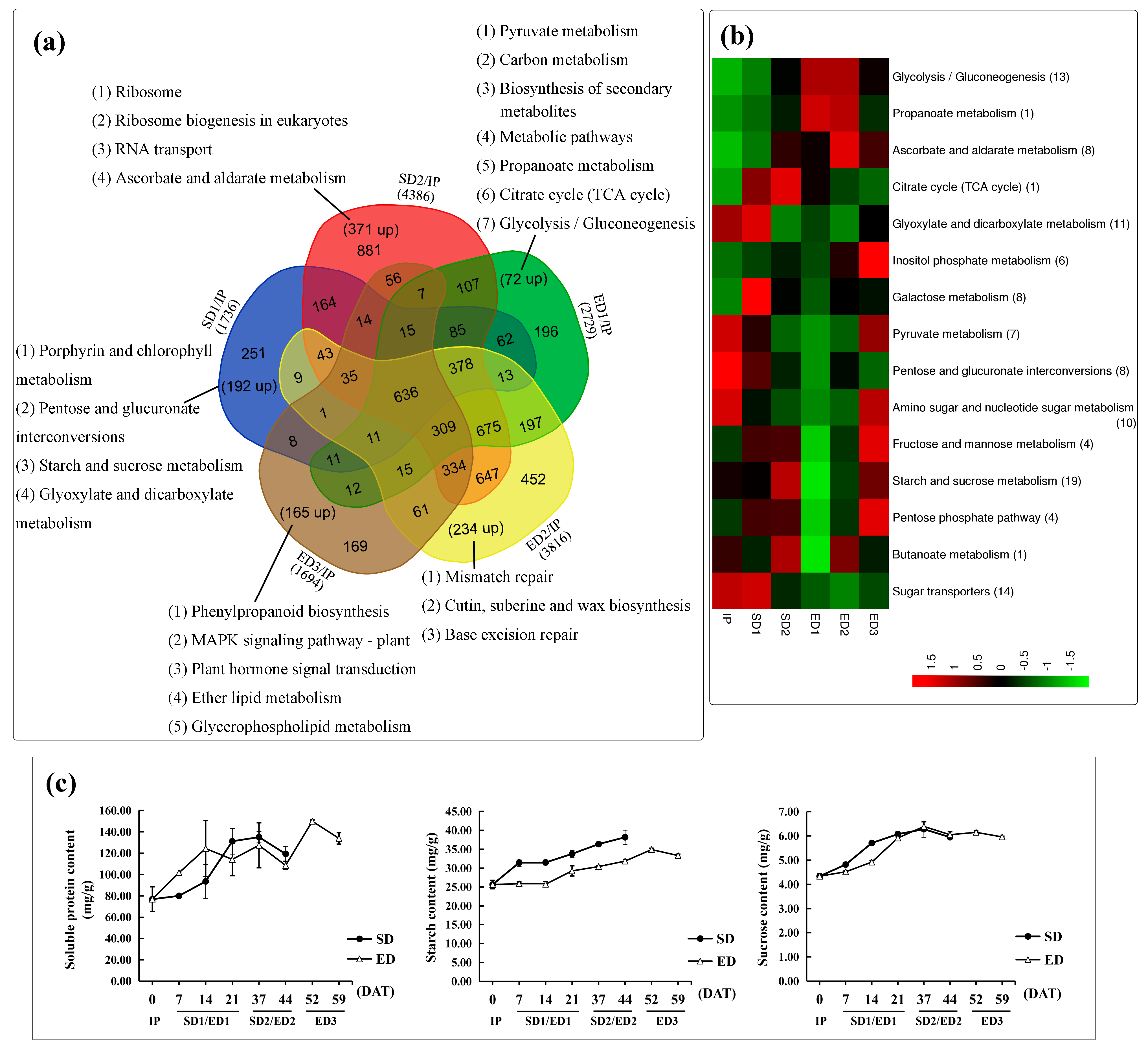 Genes | Free Full-Text | Genetic and Transcriptomic Analysis 