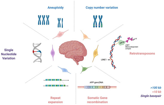 DNA / SCATTER THE BRAIN ジャパメタ VIRUS Genomic Mosaicism Formed by Somatic Variation in the Aging