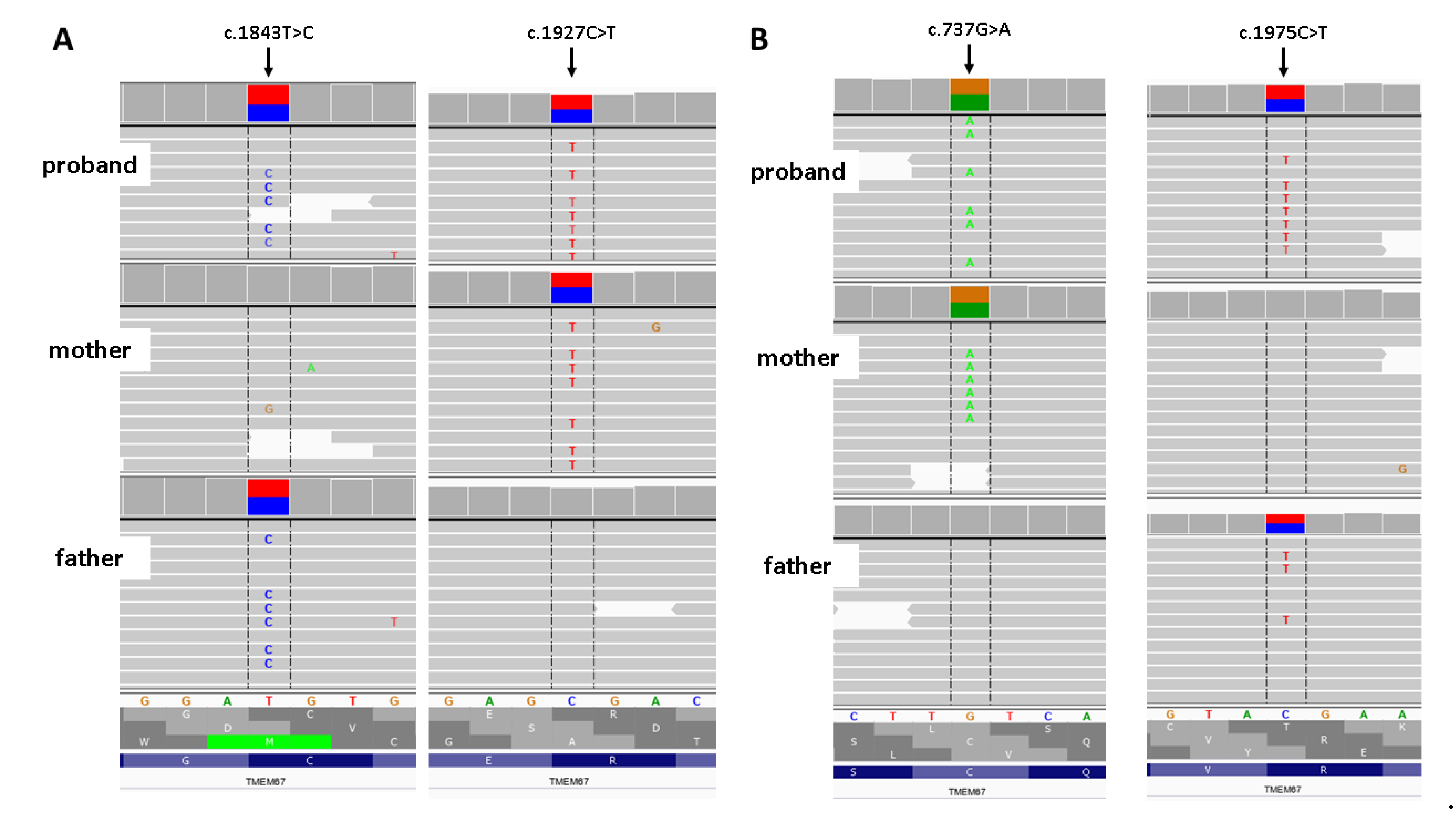 Genes 12 01078 g002 550