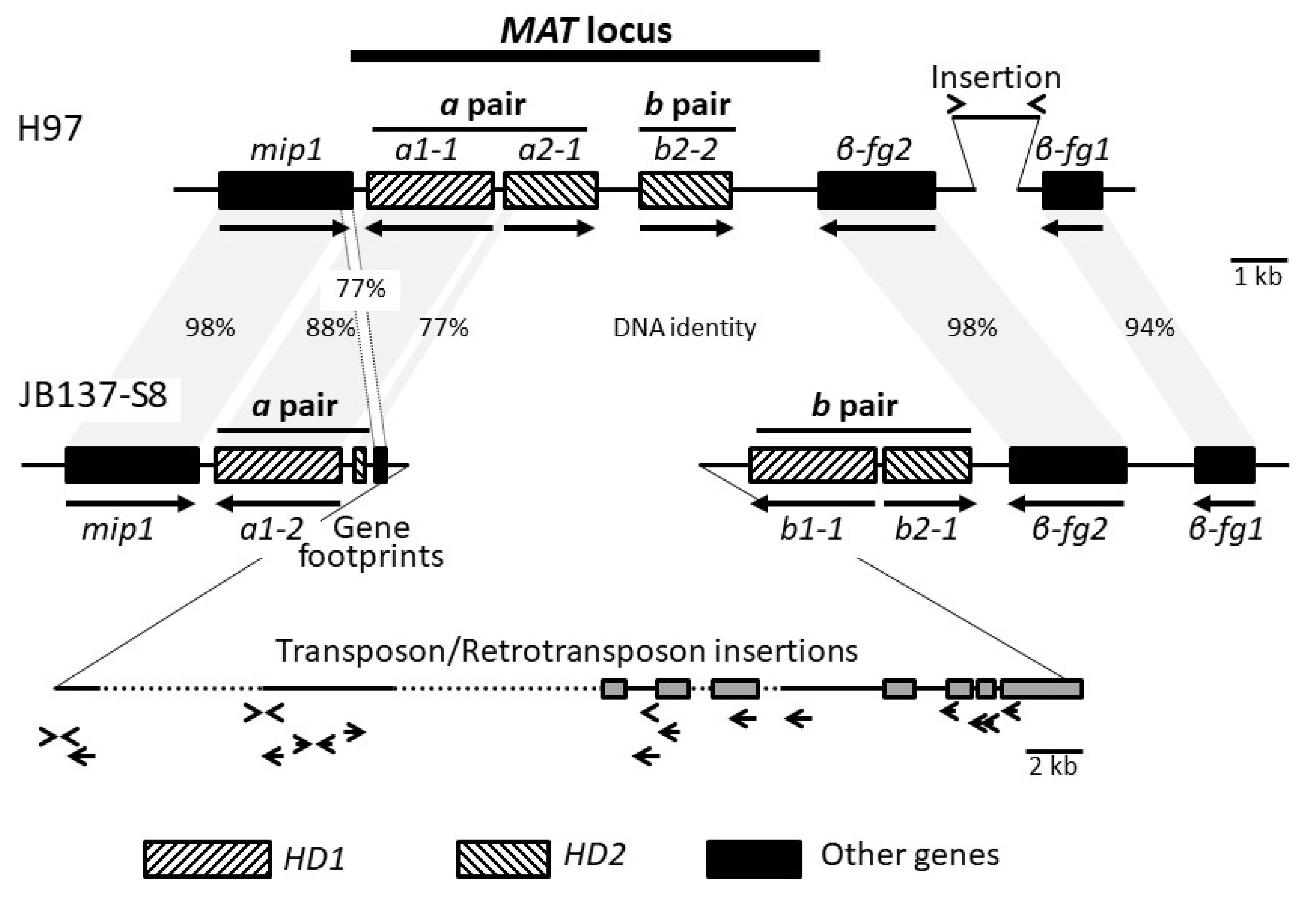 Genes 12 01079 g003 Genes 12 01079 g003