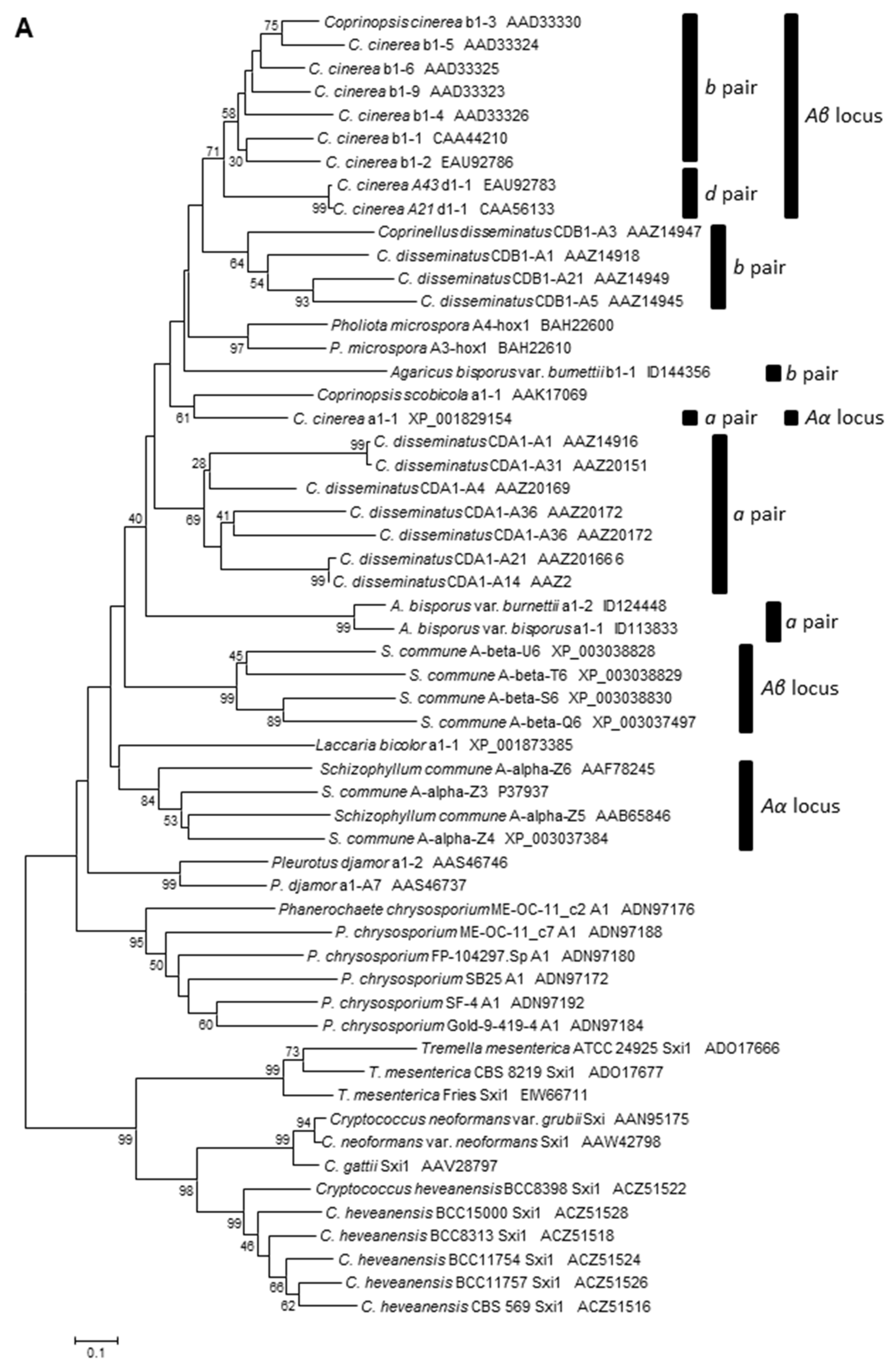 Genes 12 01079 g005a Genes 12 01079 g005a