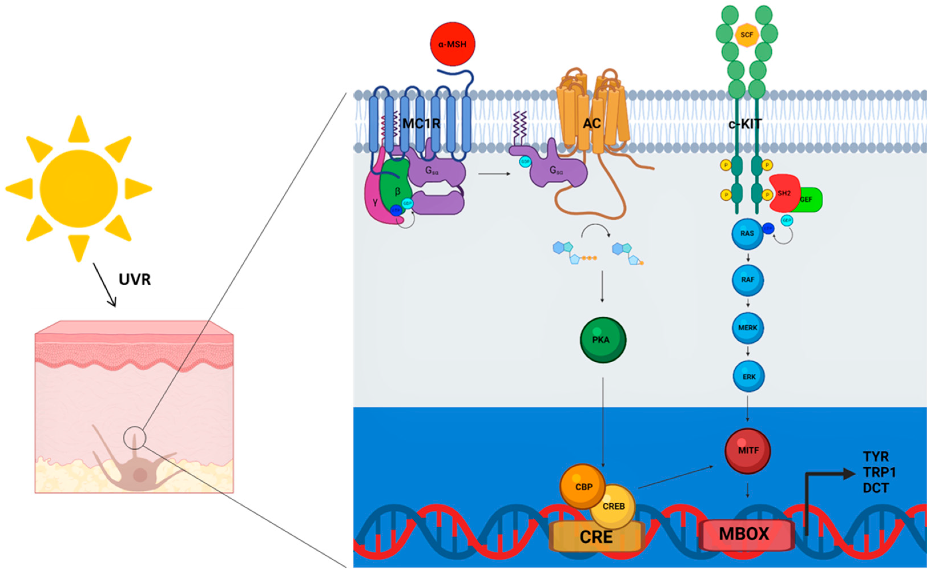 Genes | Free Full-Text | Behind the Scene: Exploiting MC1R in Skin 