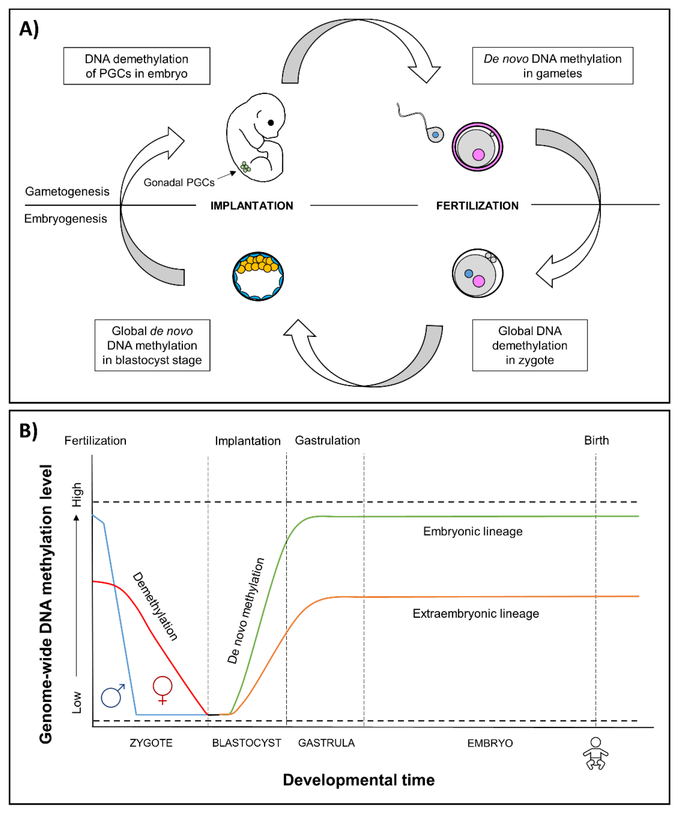 Genes 12 01095 g001