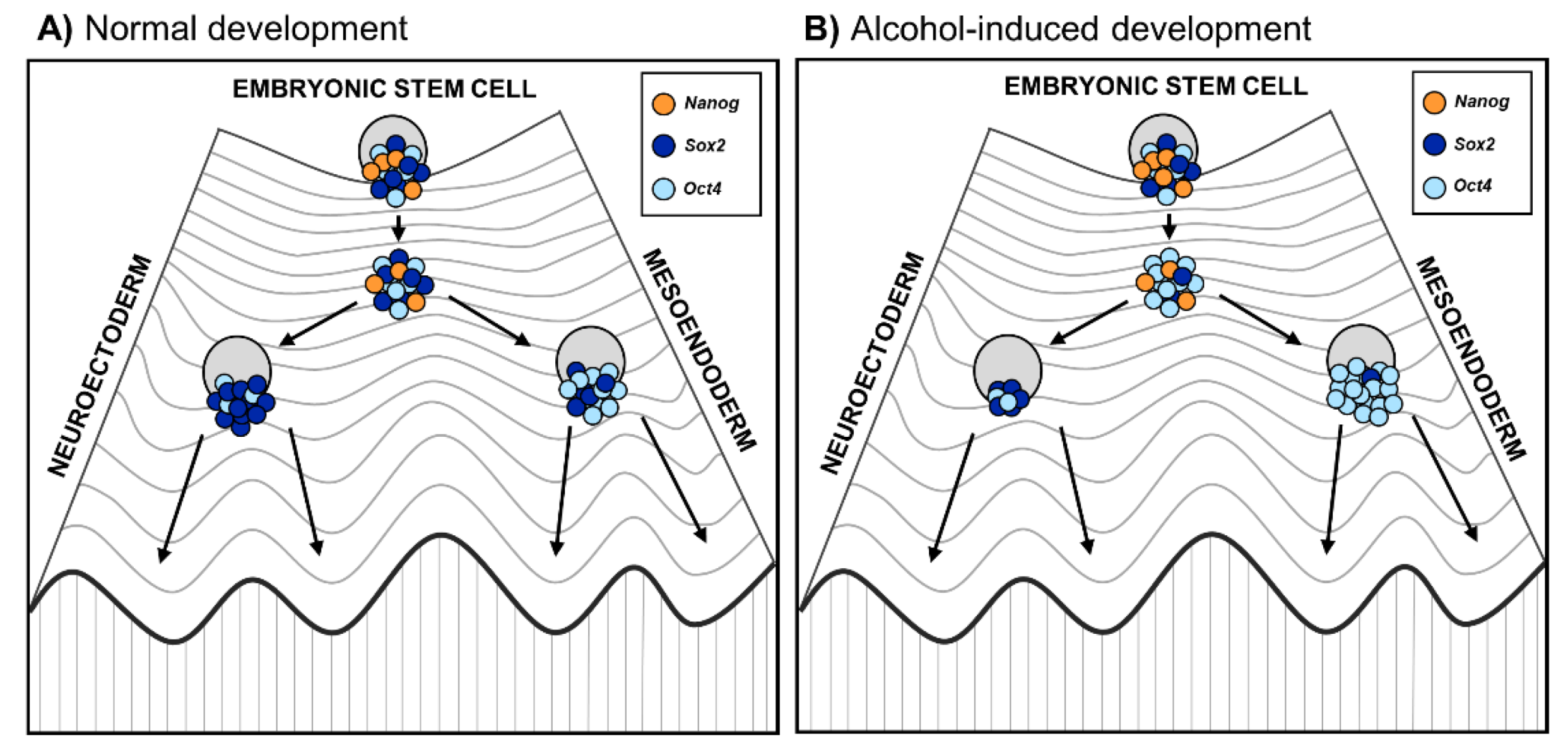 Genes 12 01095 g002