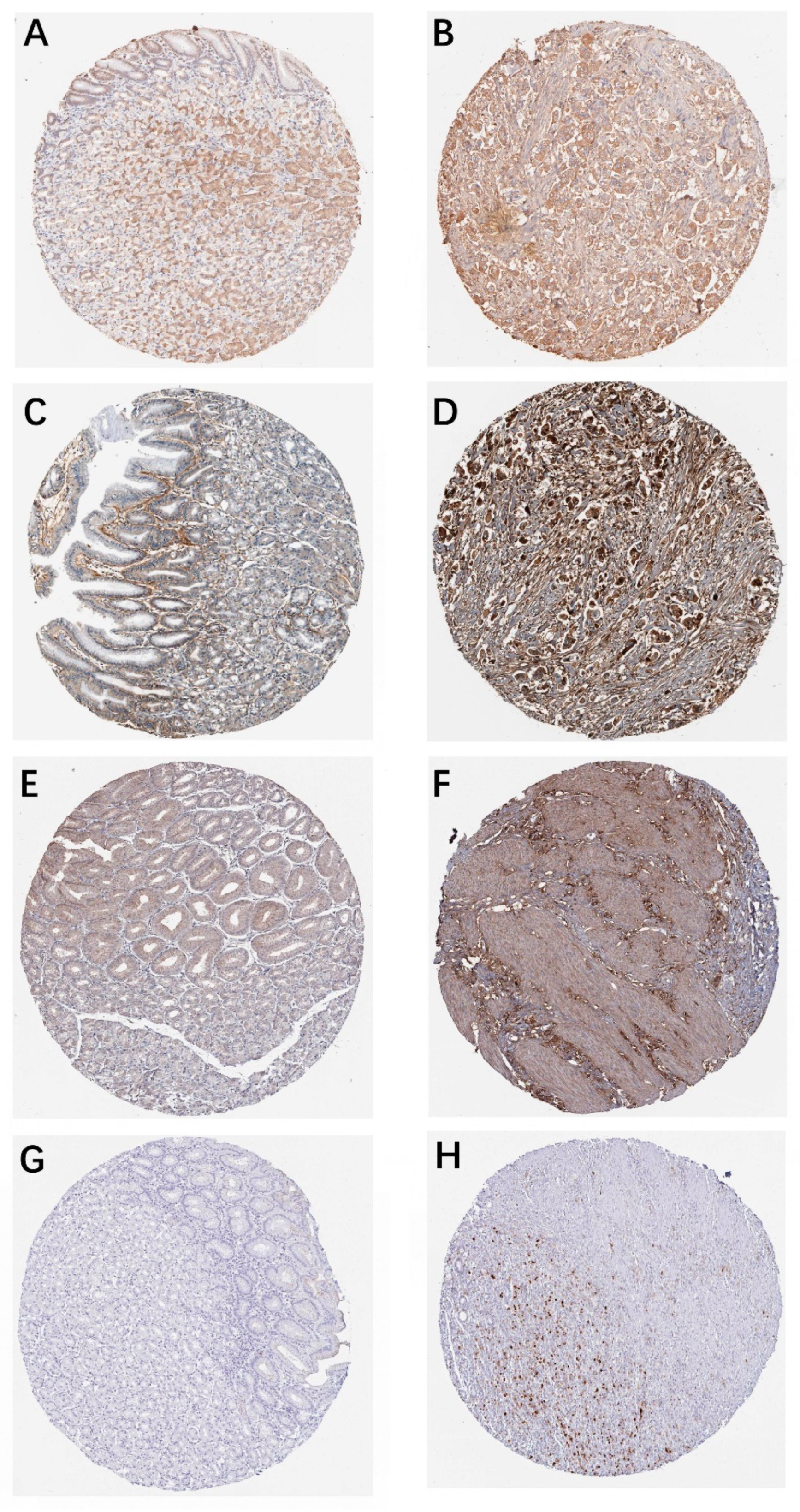 Genes 12 01104 g008 550