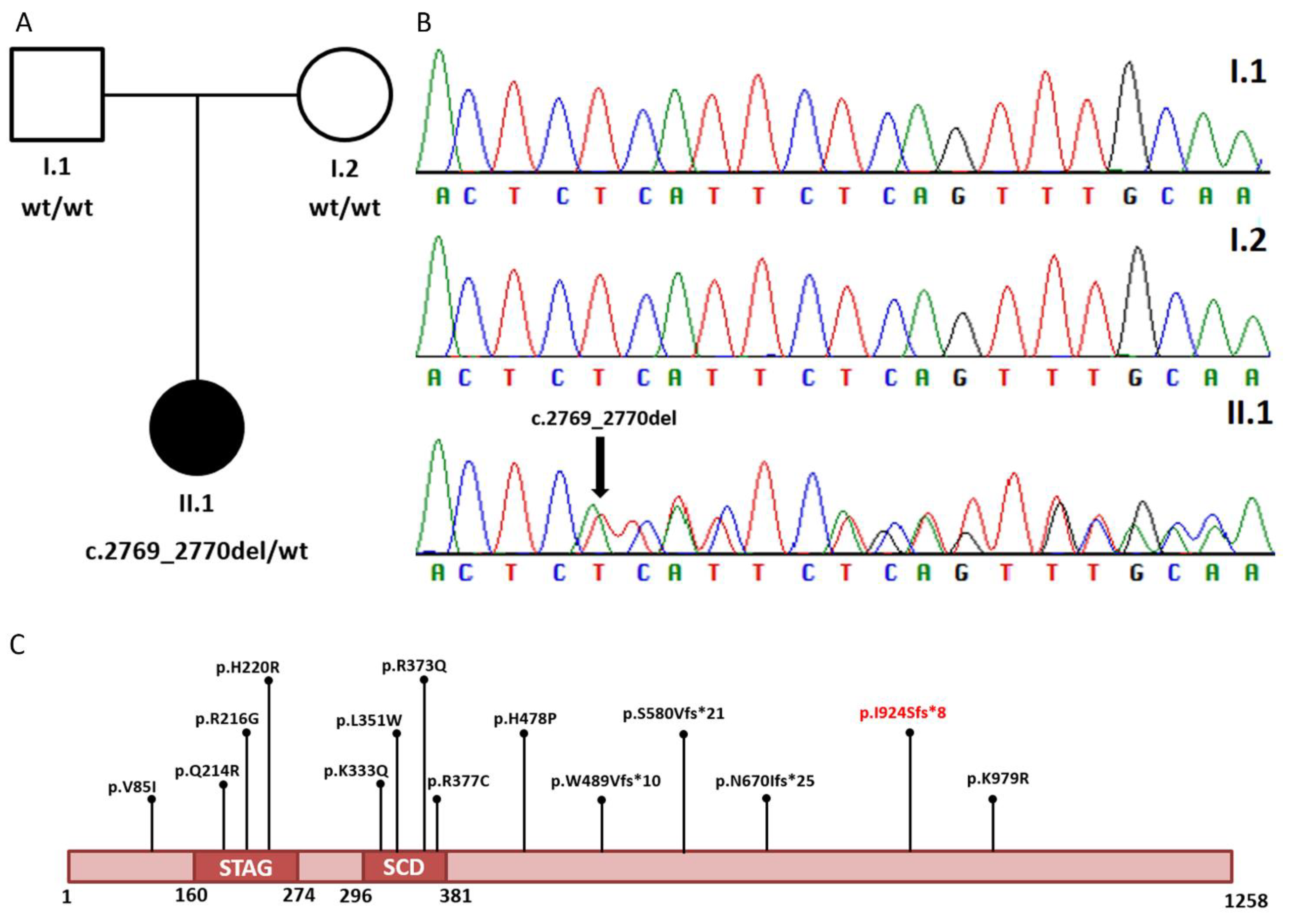 Genes 12 01116 g002 550
