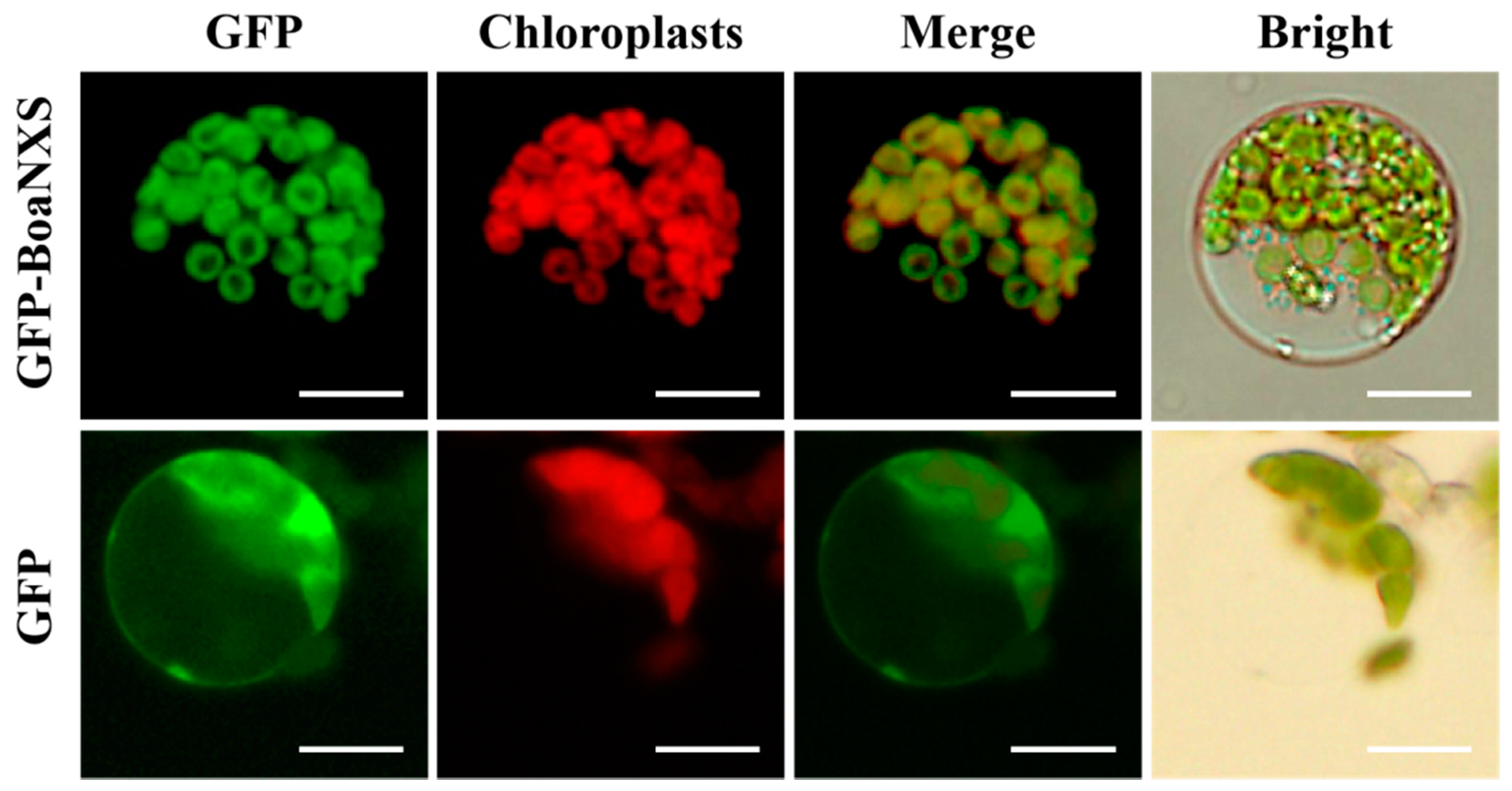 Genes 12 01122 g003 550