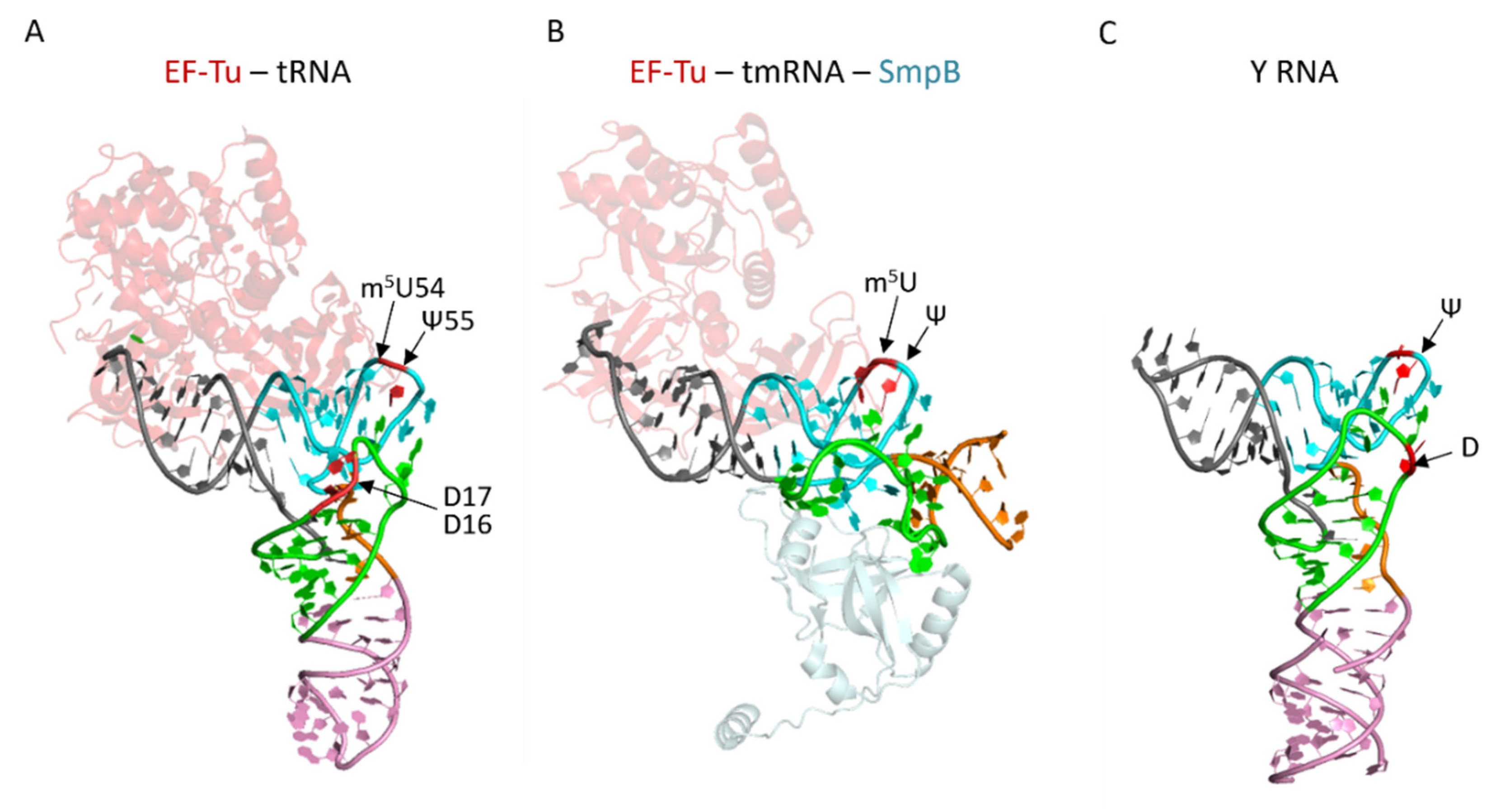 RNA Modifications in Pathogenic Bacteria: Impact on Host