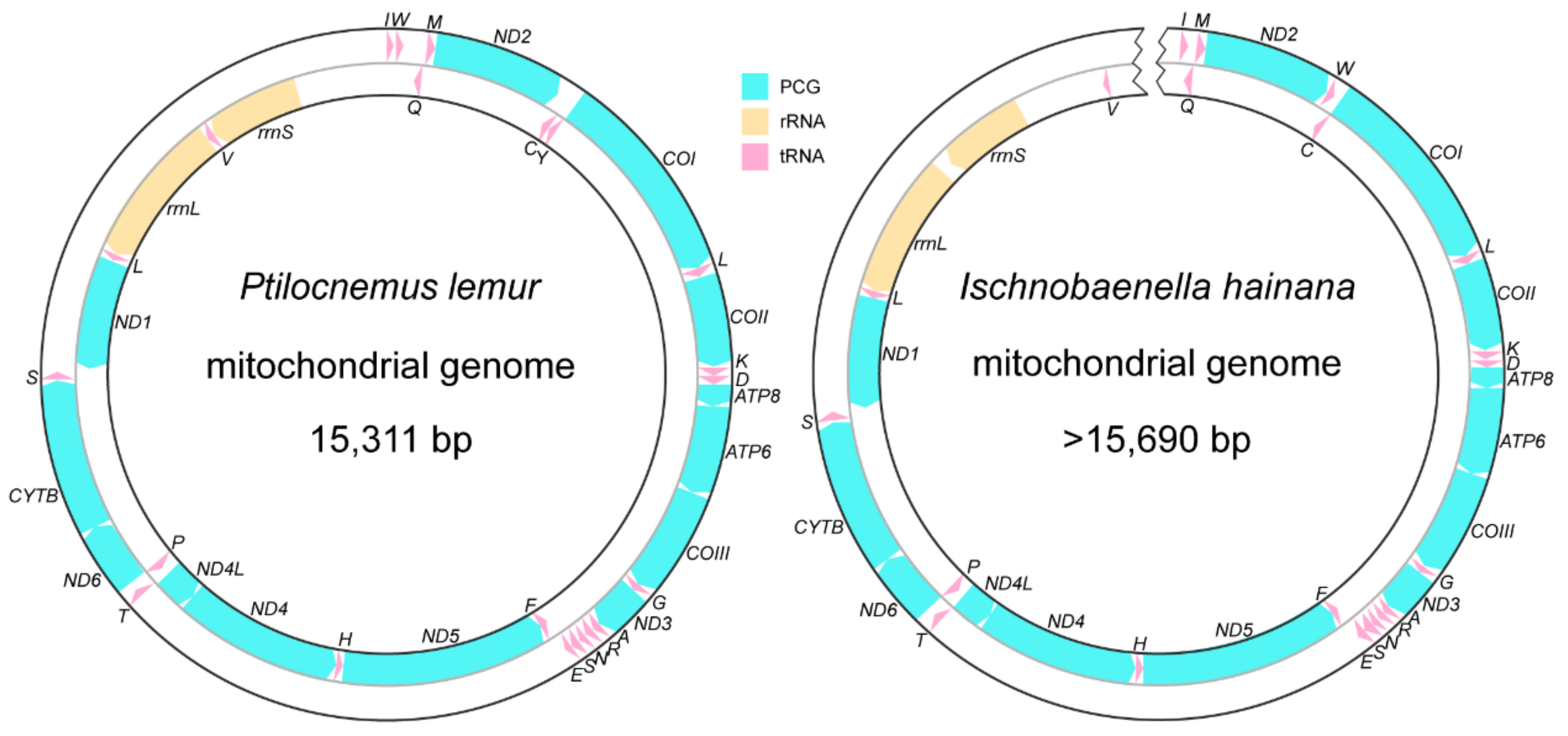 Genes 12 01134 g001