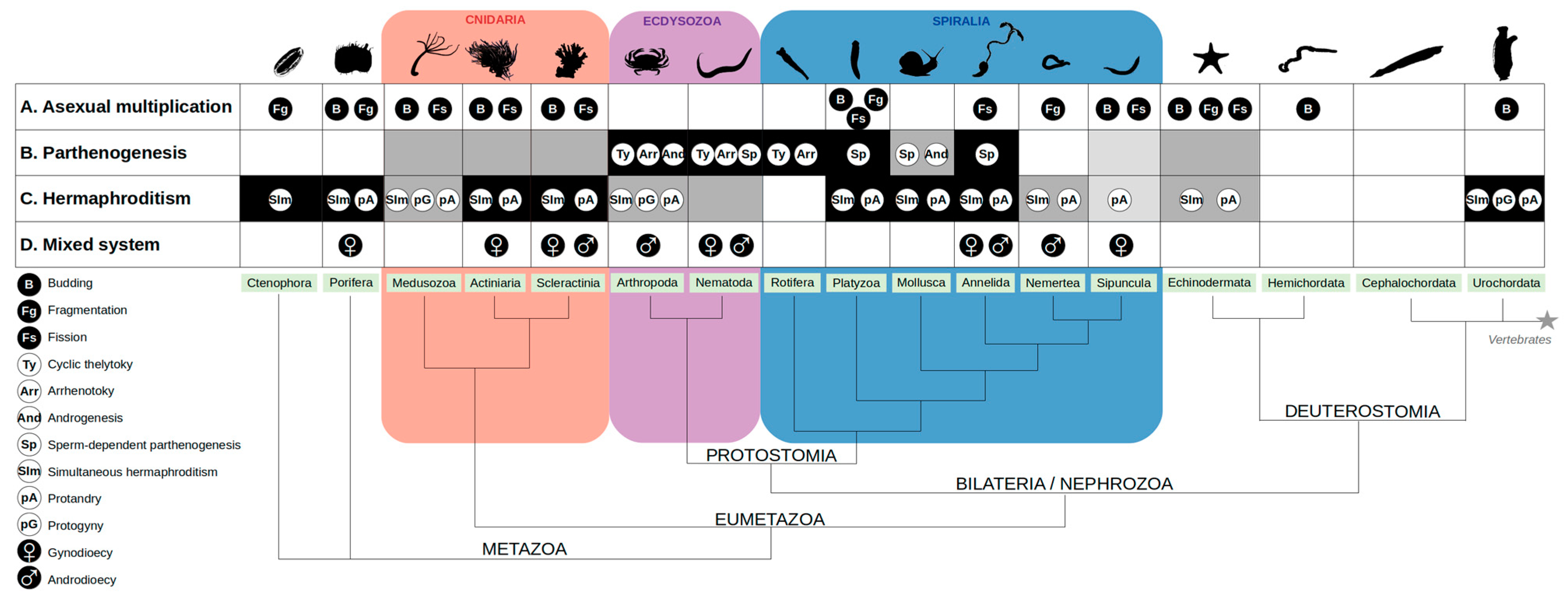 Genes 12 01136 g001