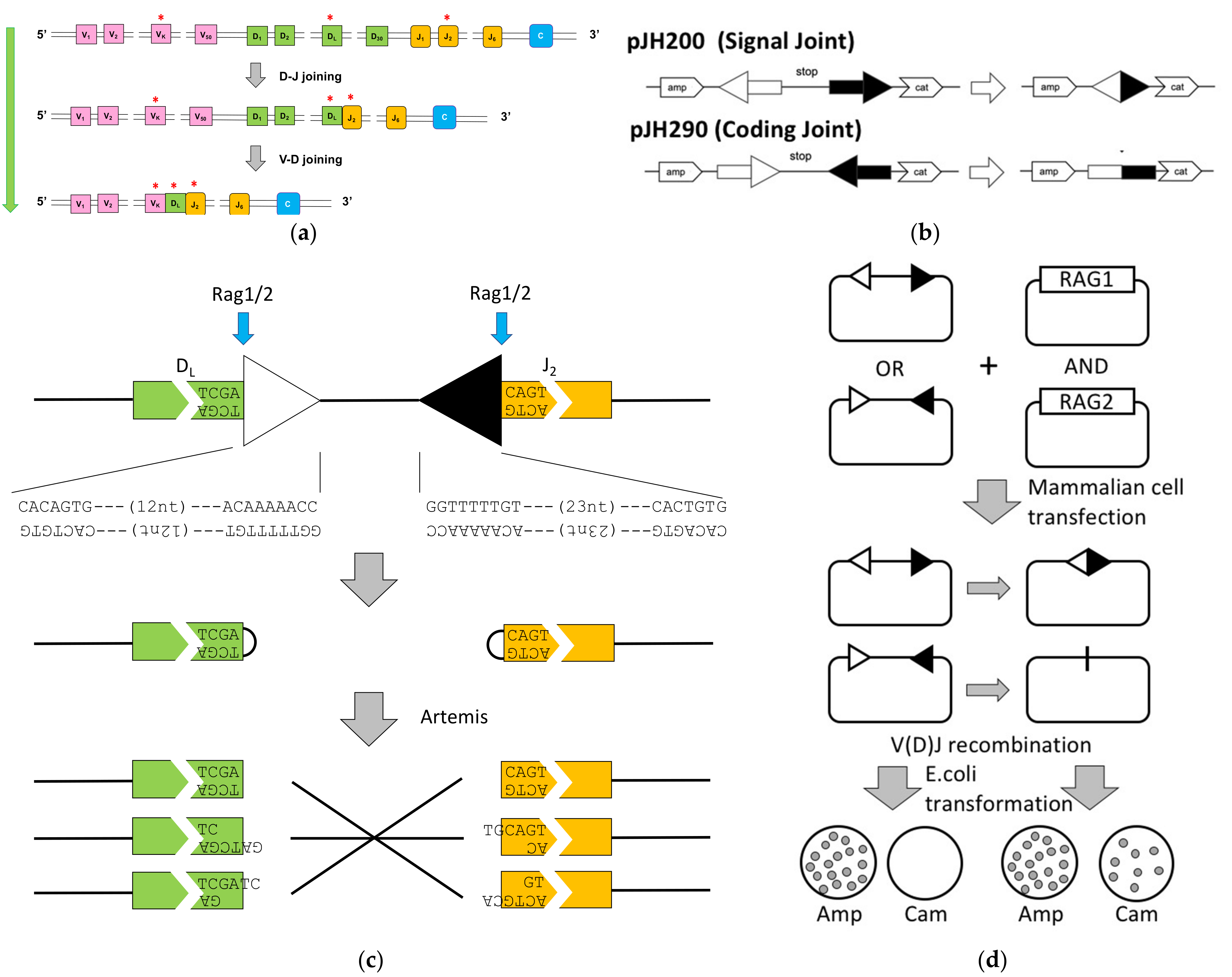 Genes 12 01143 g0a1 Genes 12 01143 g0a1