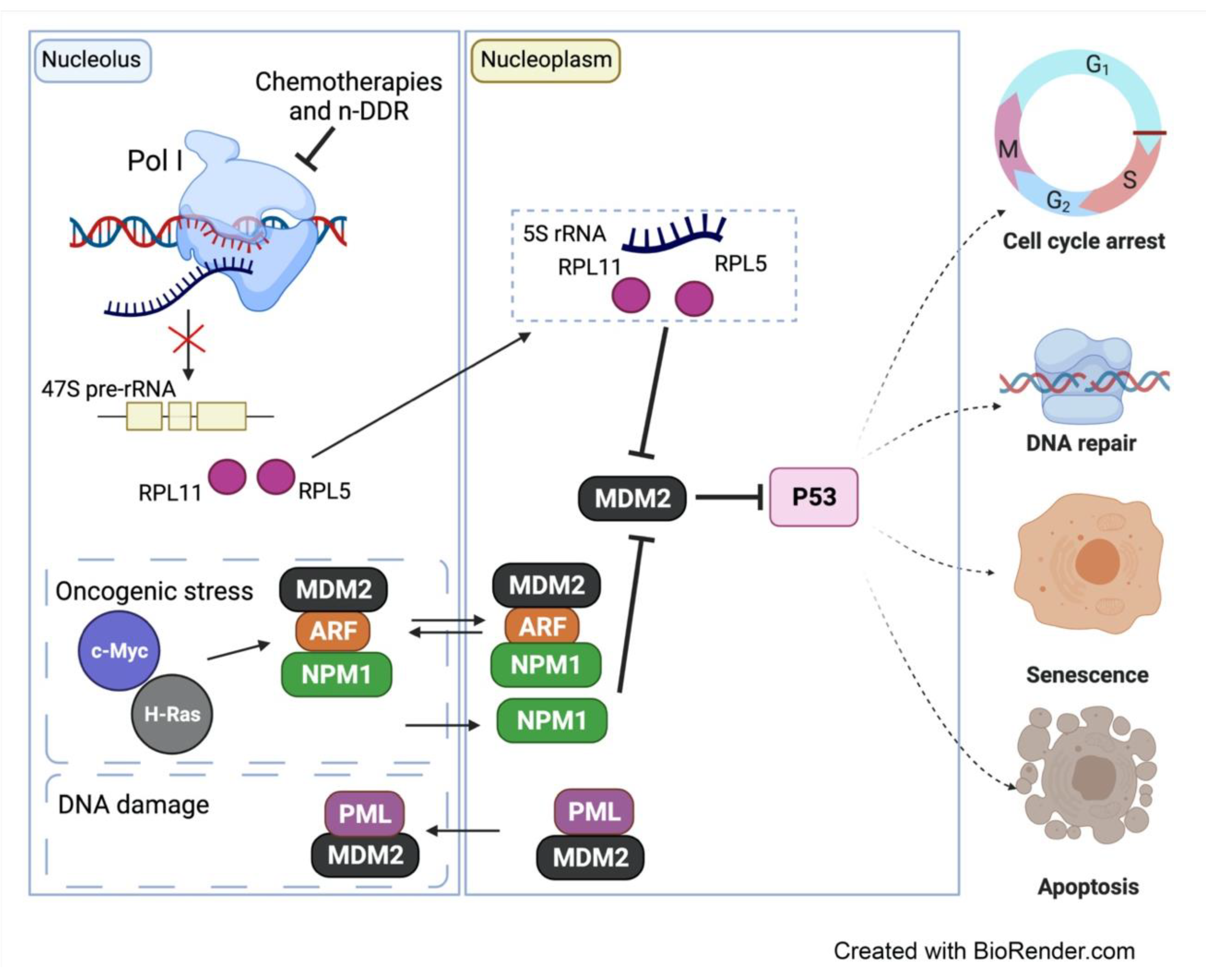 Genes 12 01156 g005 Genes 12 01156 g005