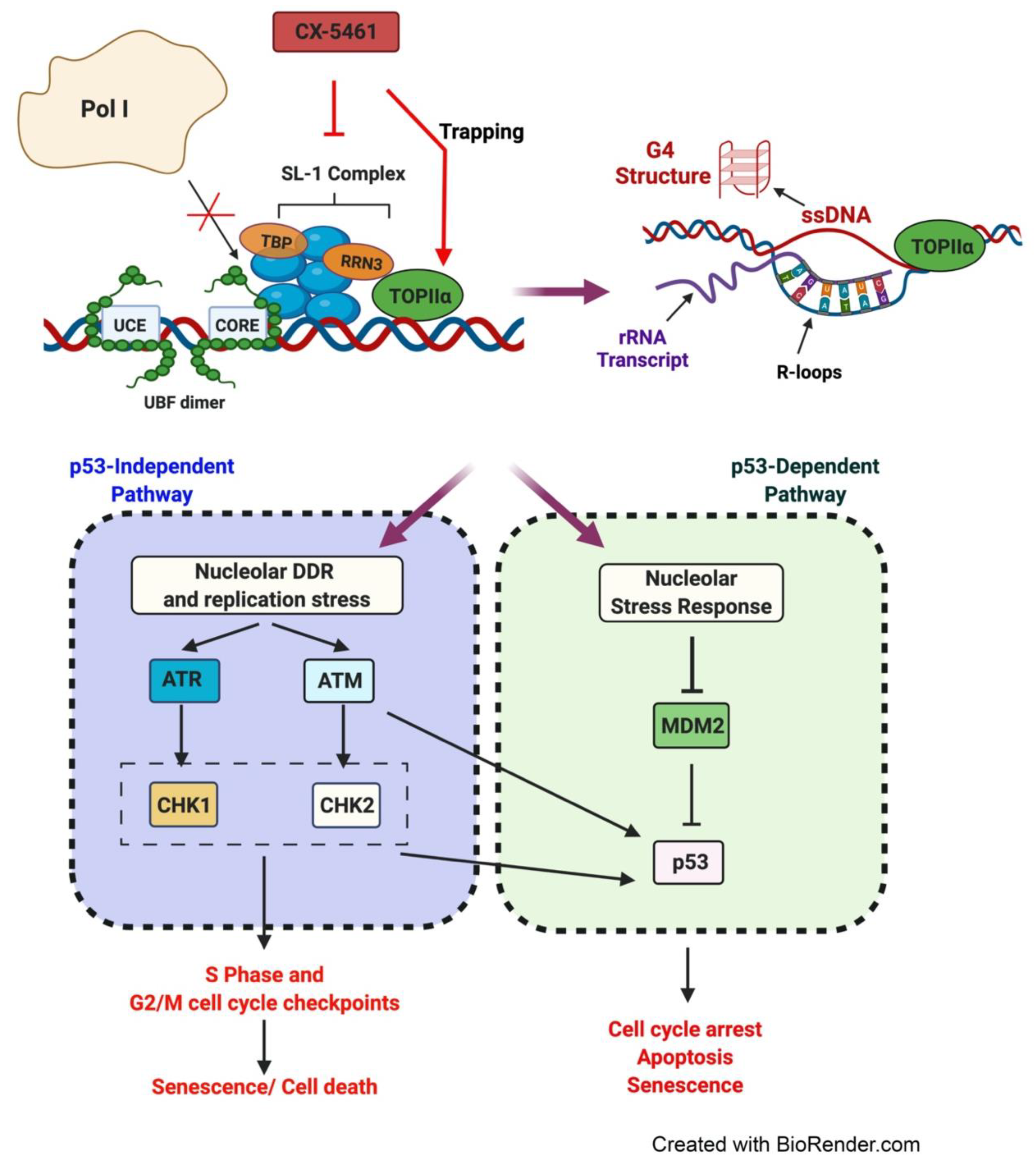 Genes 12 01156 g006 Genes 12 01156 g006