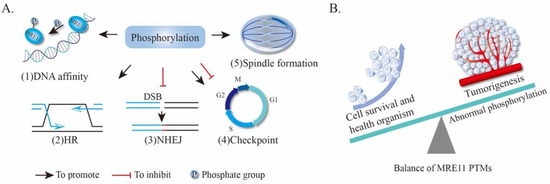 Post-Translational Modification of MRE11: Its Implication in DDR and ...