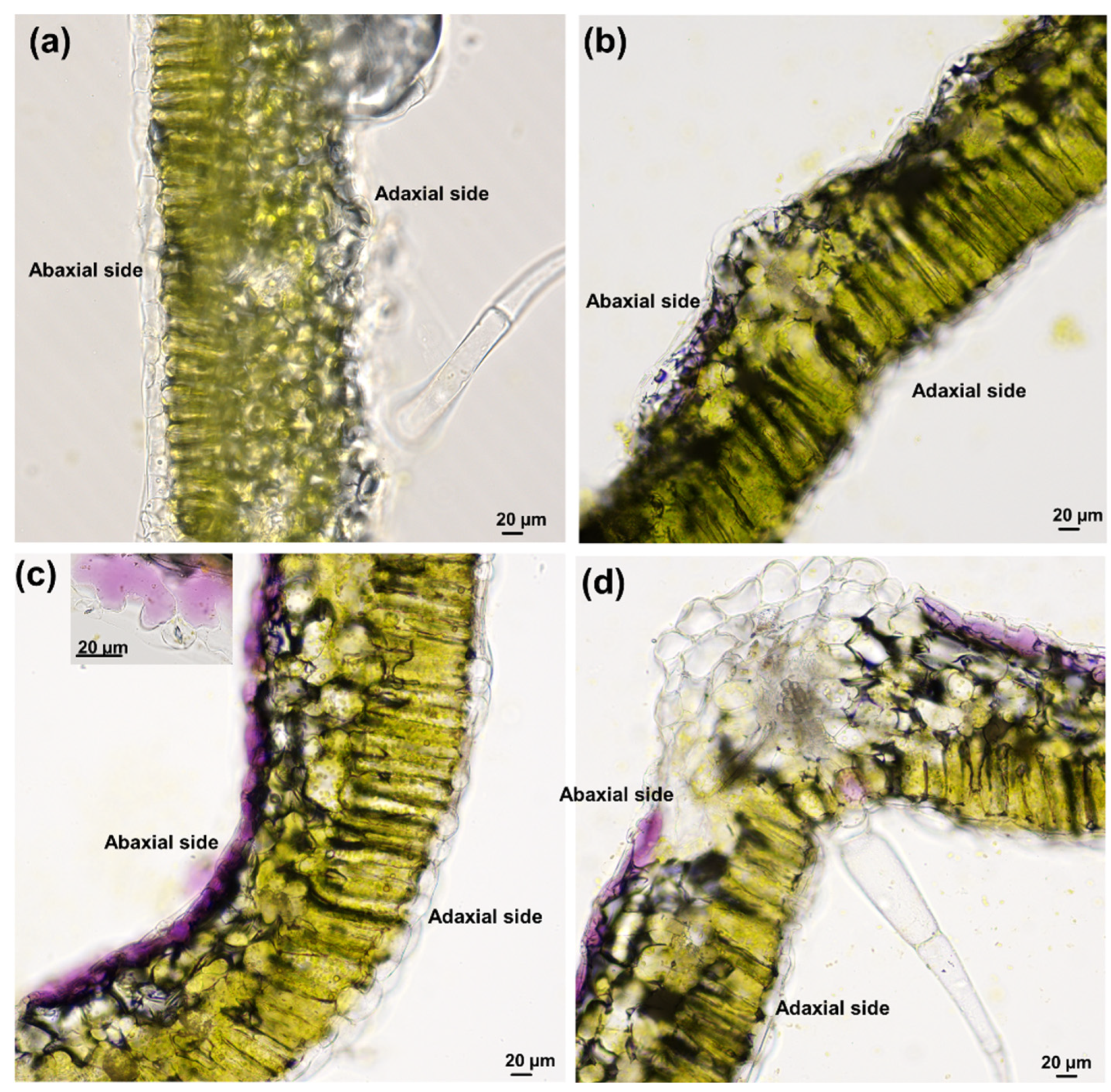 Genes 12 01165 g002 550