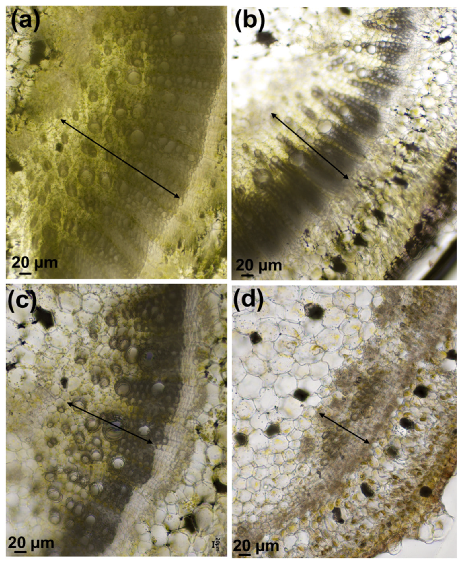 Genes 12 01165 g003 550