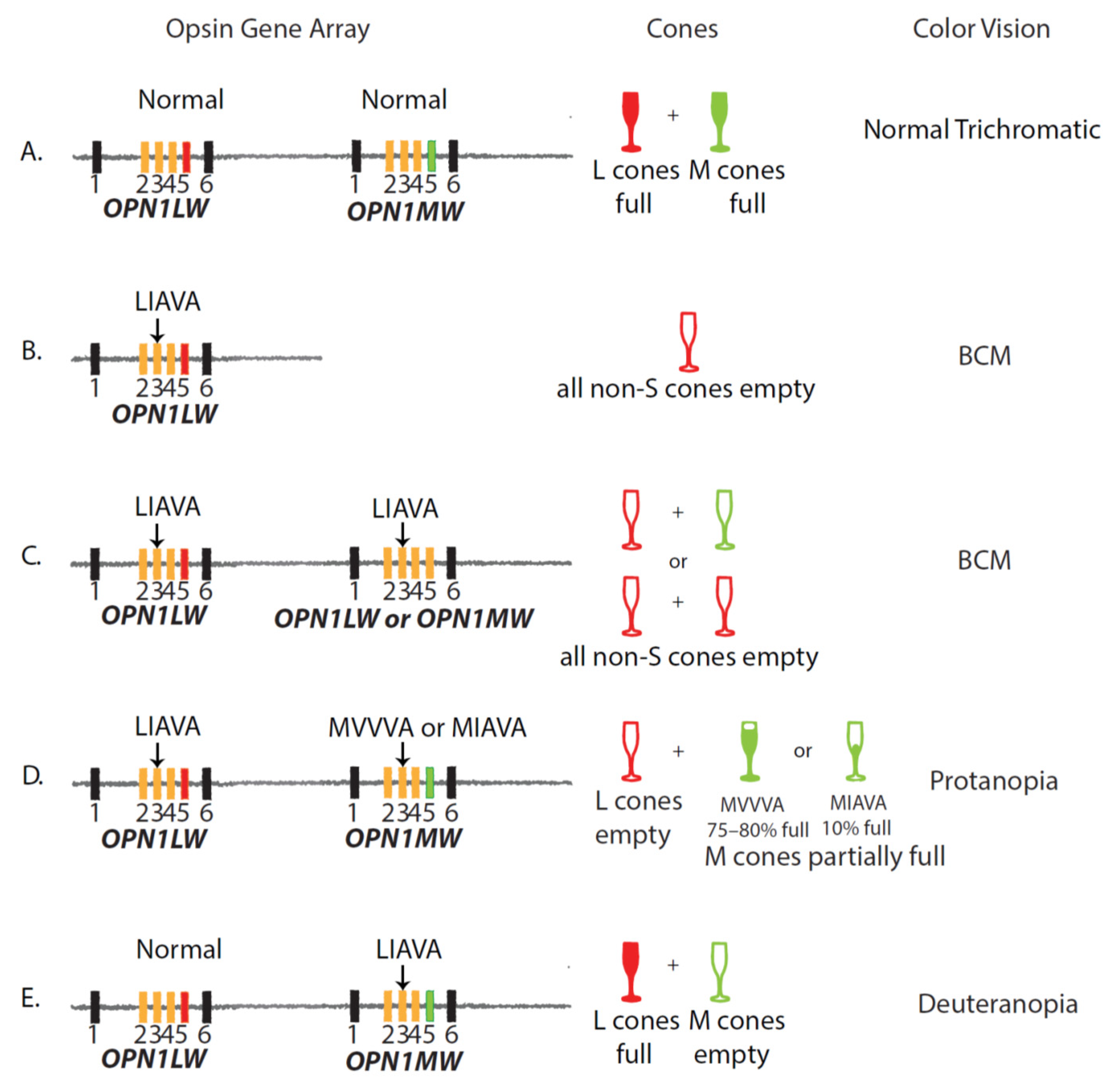 Genes 12 01180 g003 Genes 12 01180 g003
