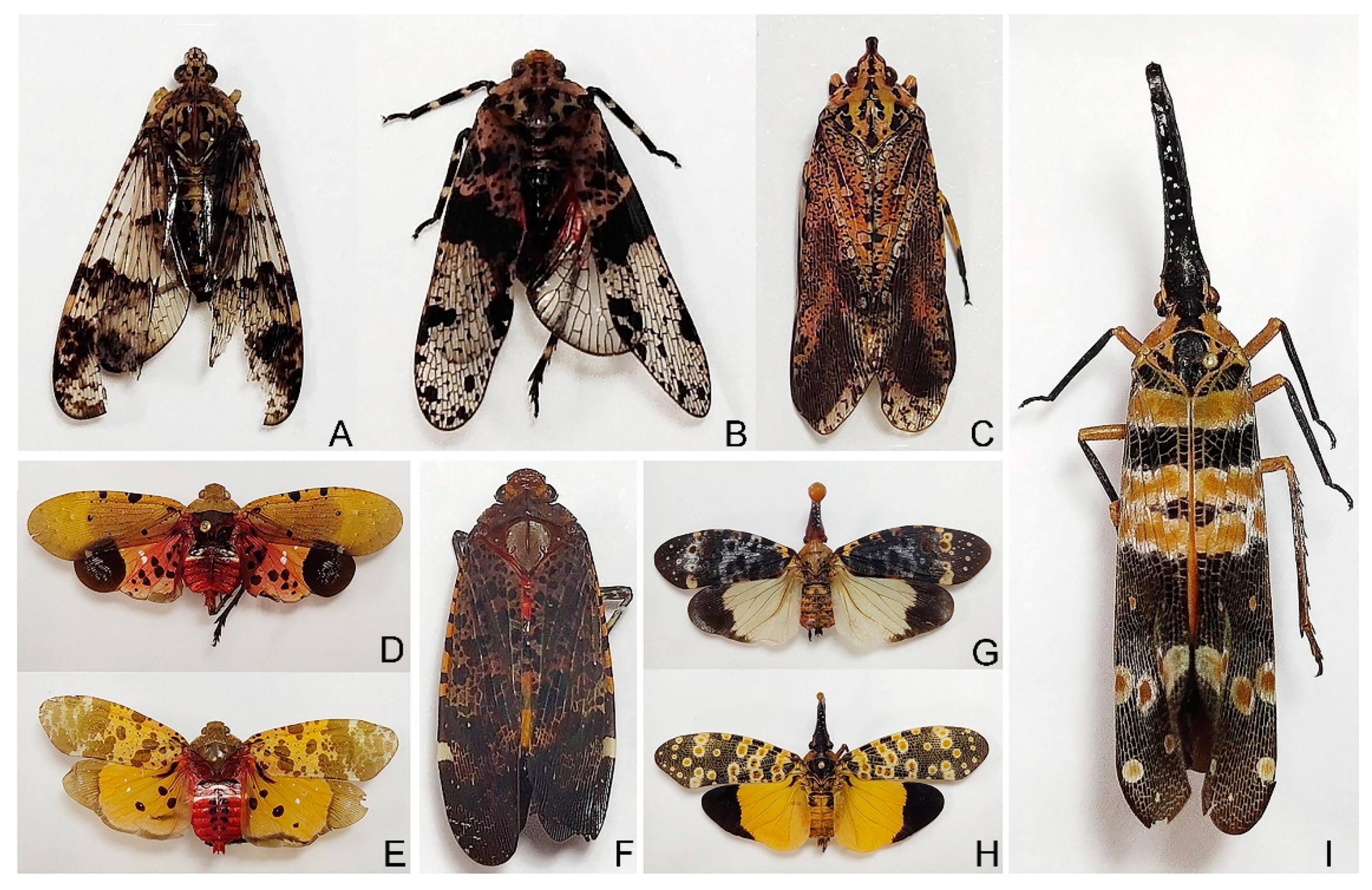 Genes 12 01185 g001 550