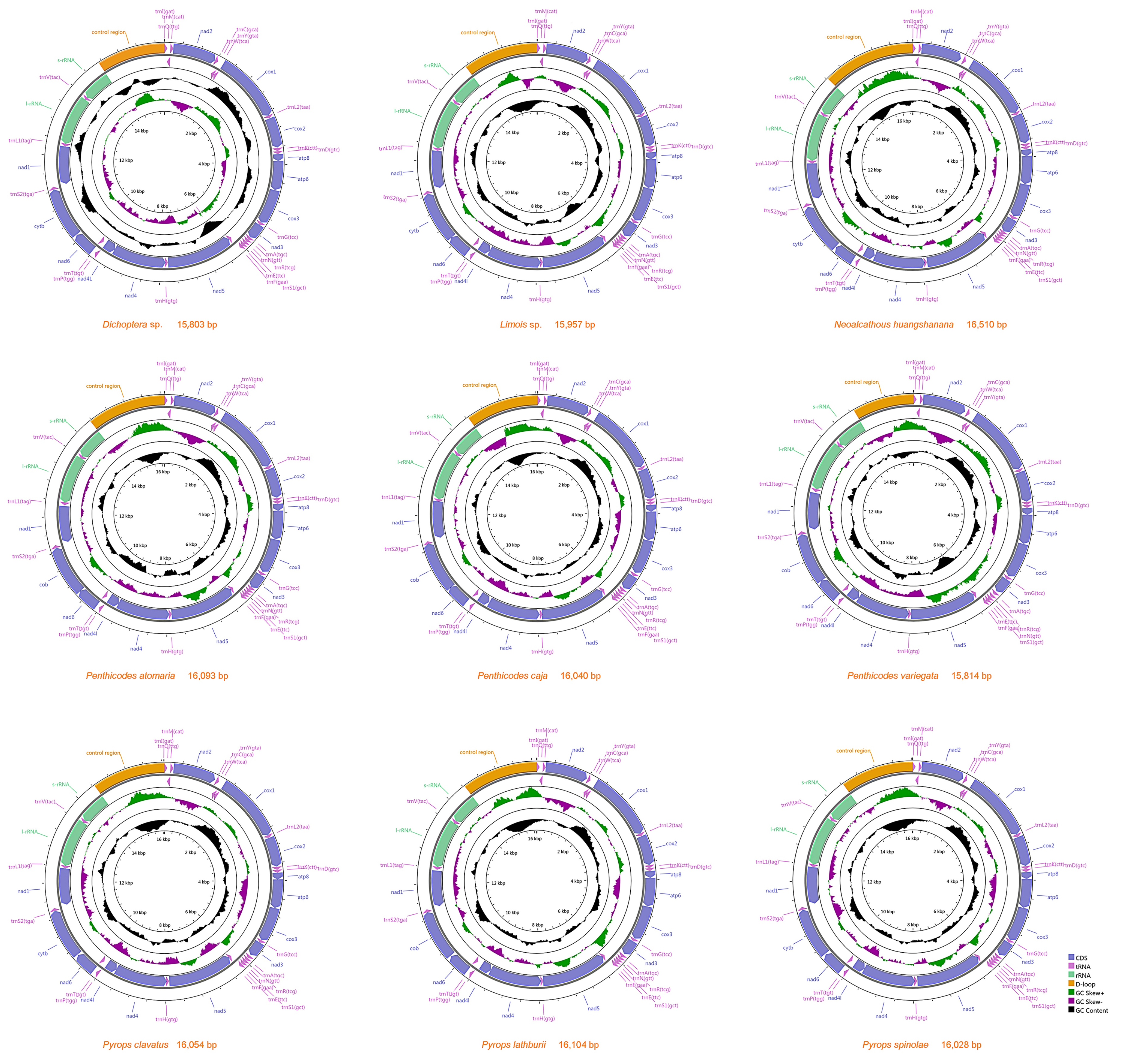Genes 12 01185 g002 550