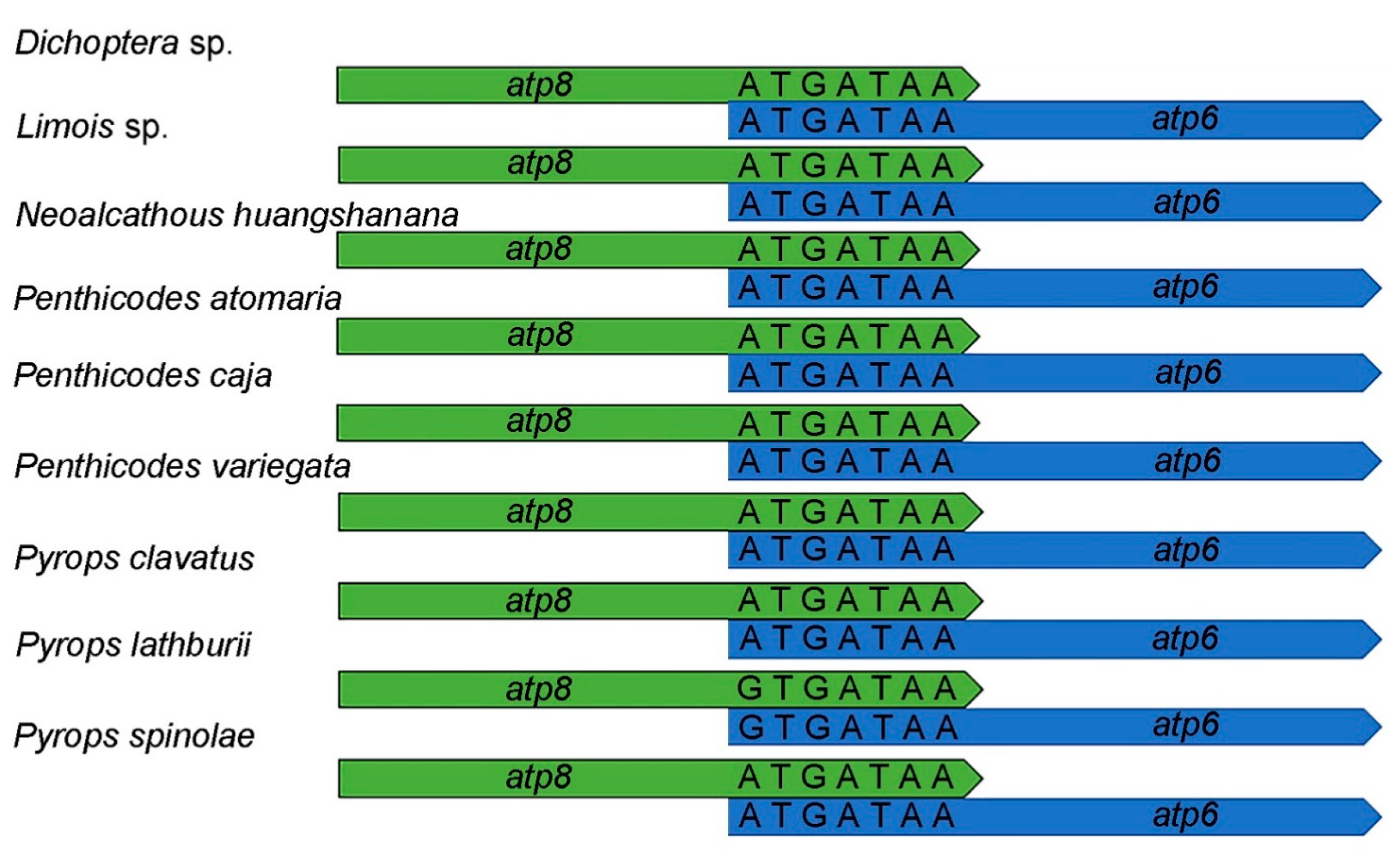 Genes 12 01185 g003 550