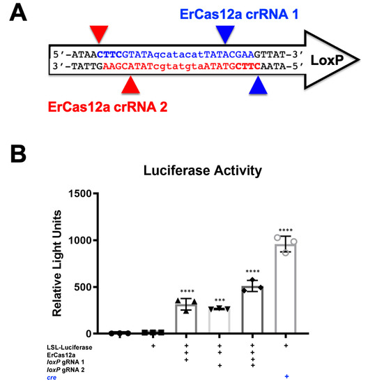 Genes 12 01204 g002 550